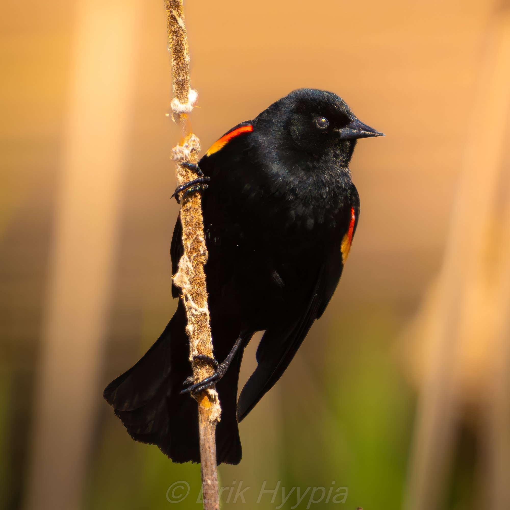Redwing Blackbird