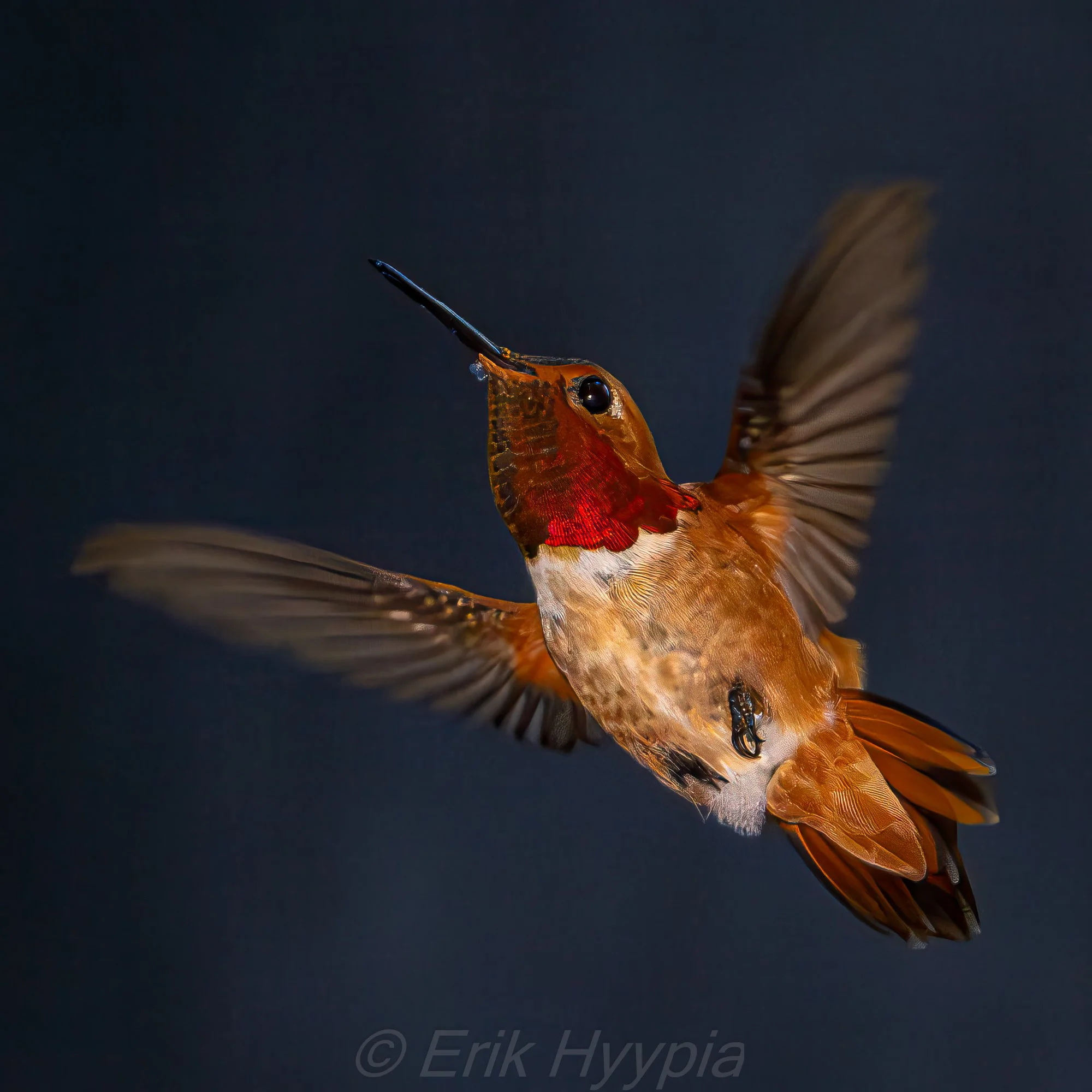 Rufous Hummingbird