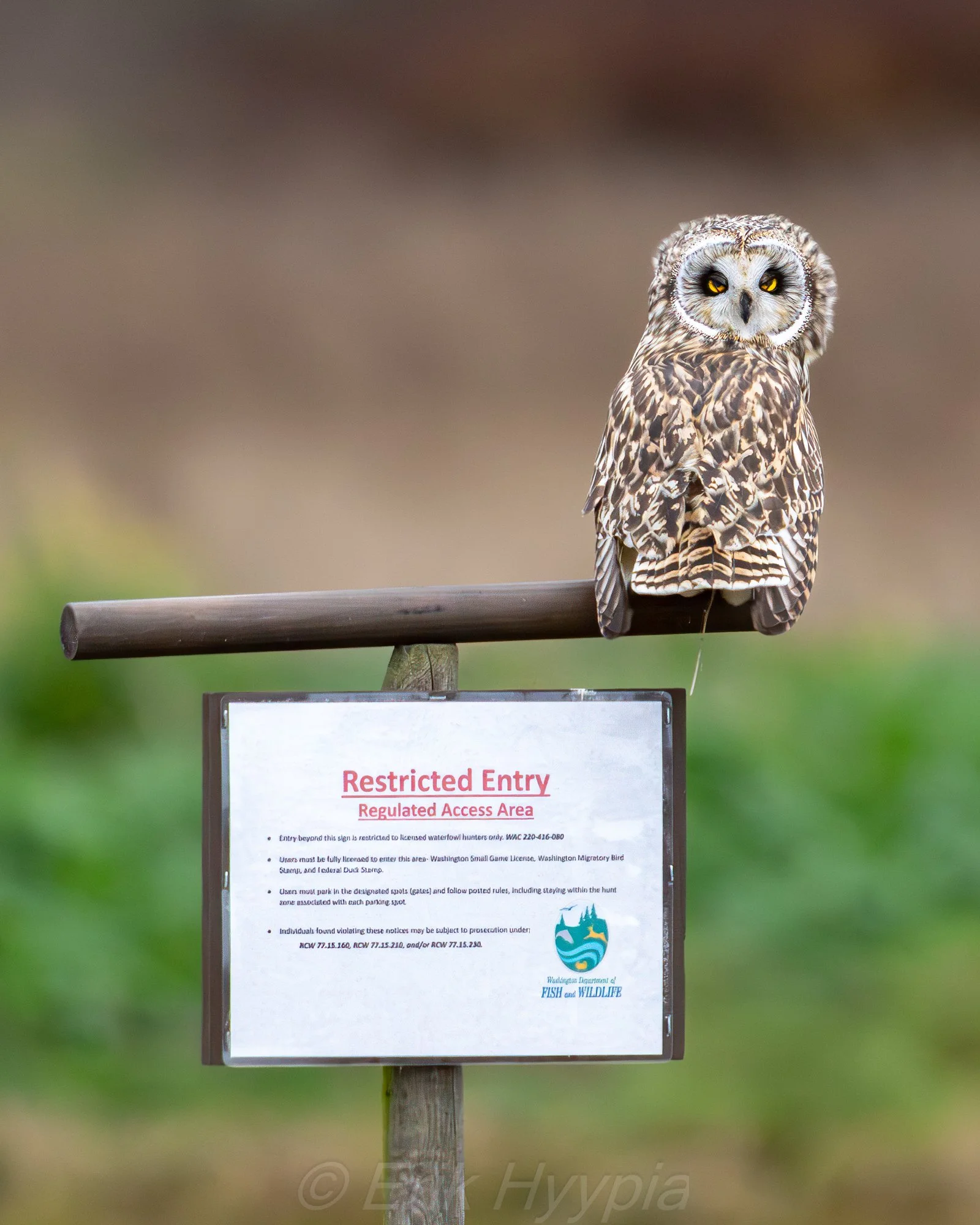 20241223-DSC01204-ShortEaredOwl-RestrictedEntry Product Photo.jpg