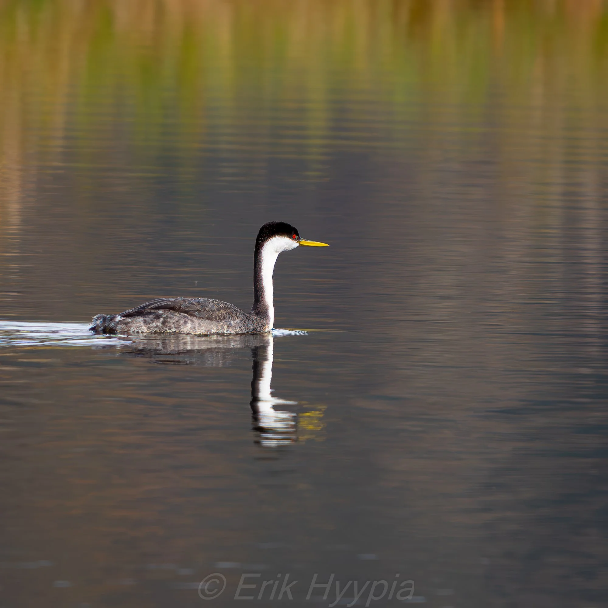 Western Grebe