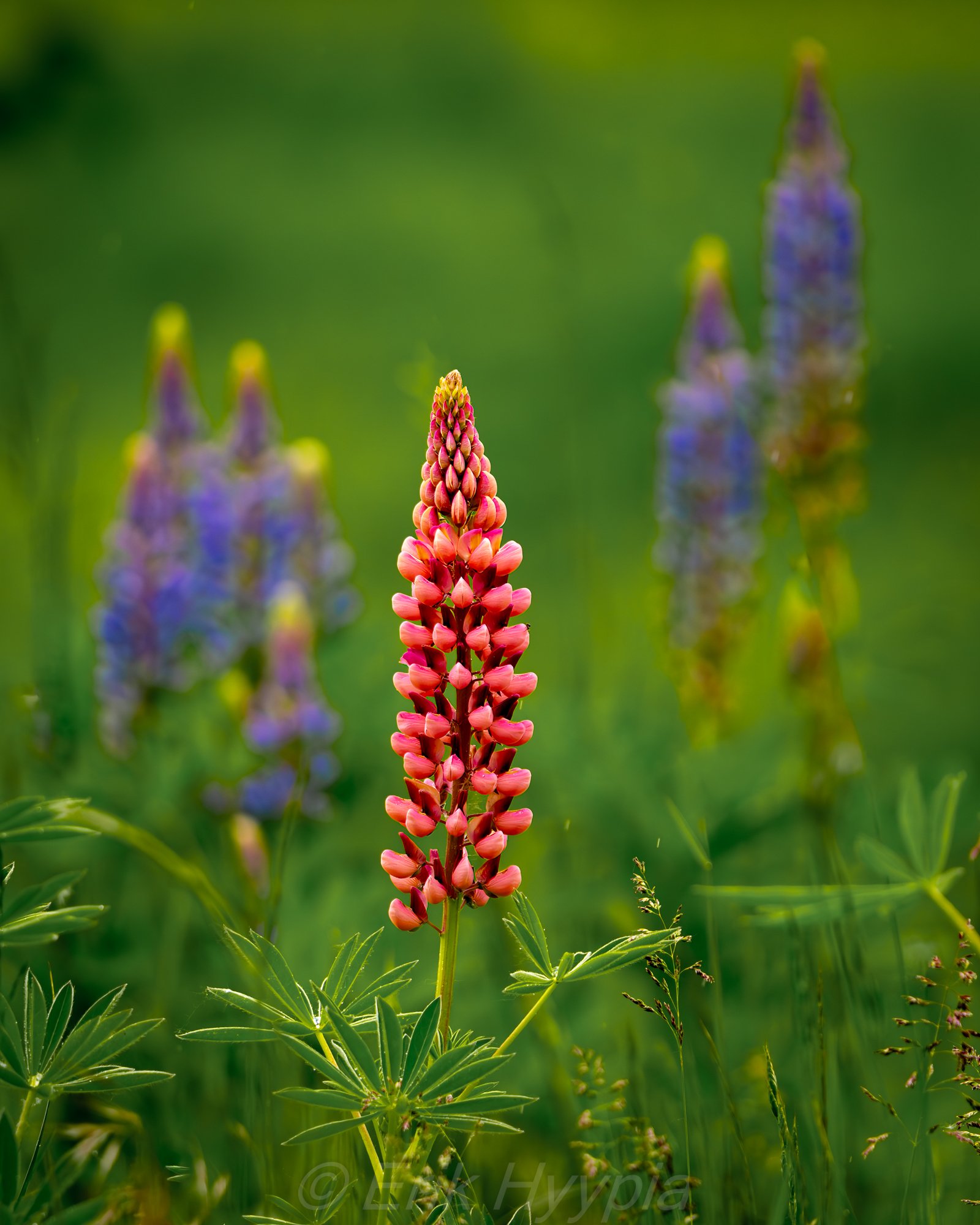 Lupine