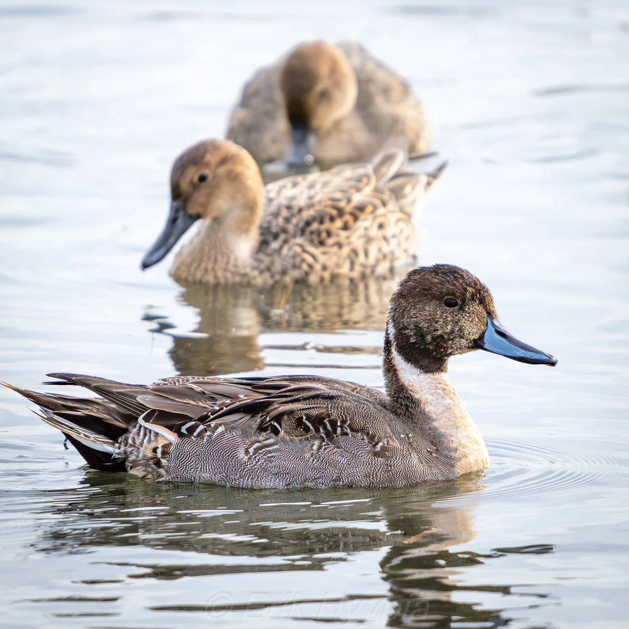 Gadwall