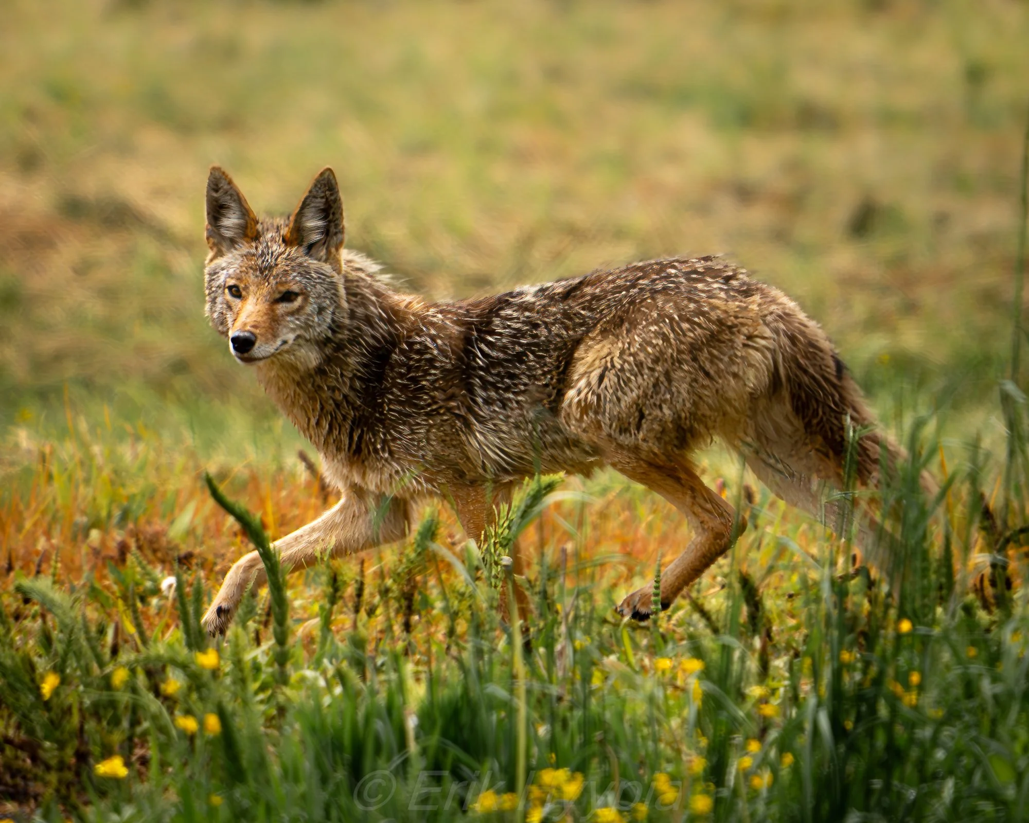 Coyote