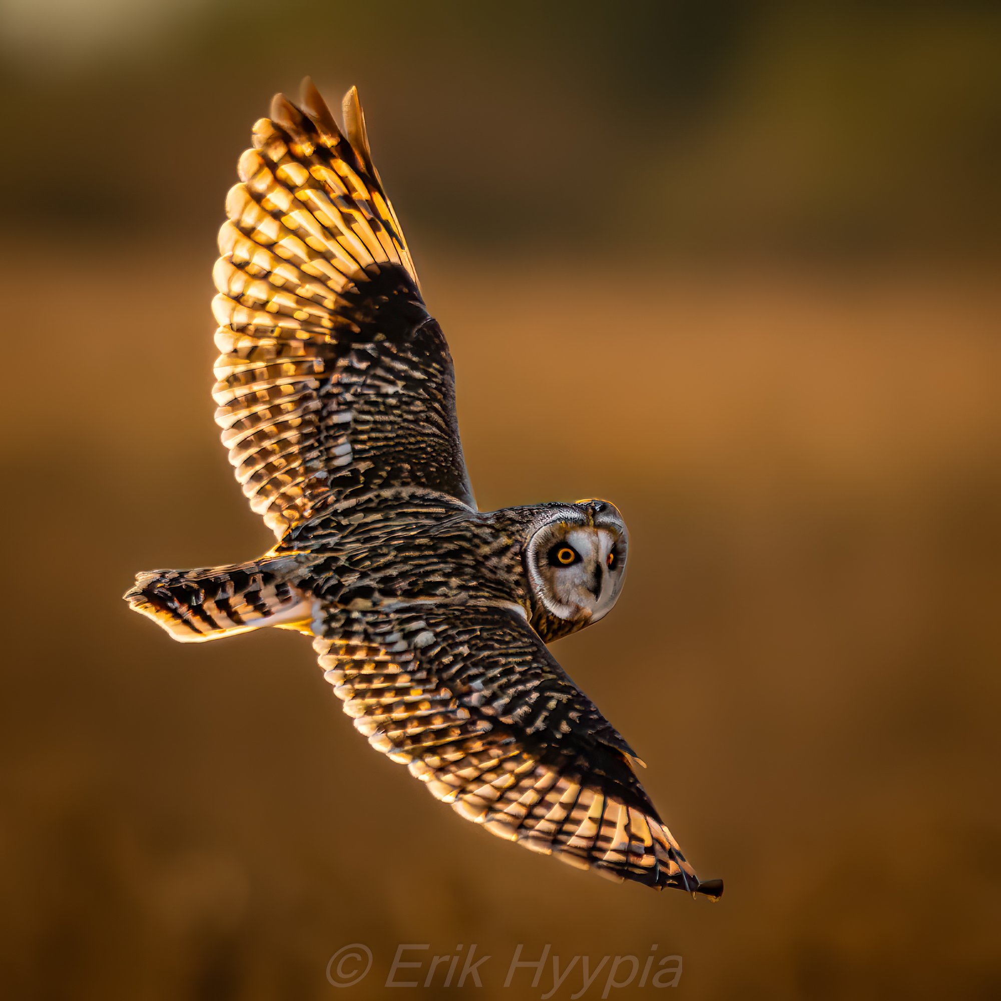 Short Eared Owl #5