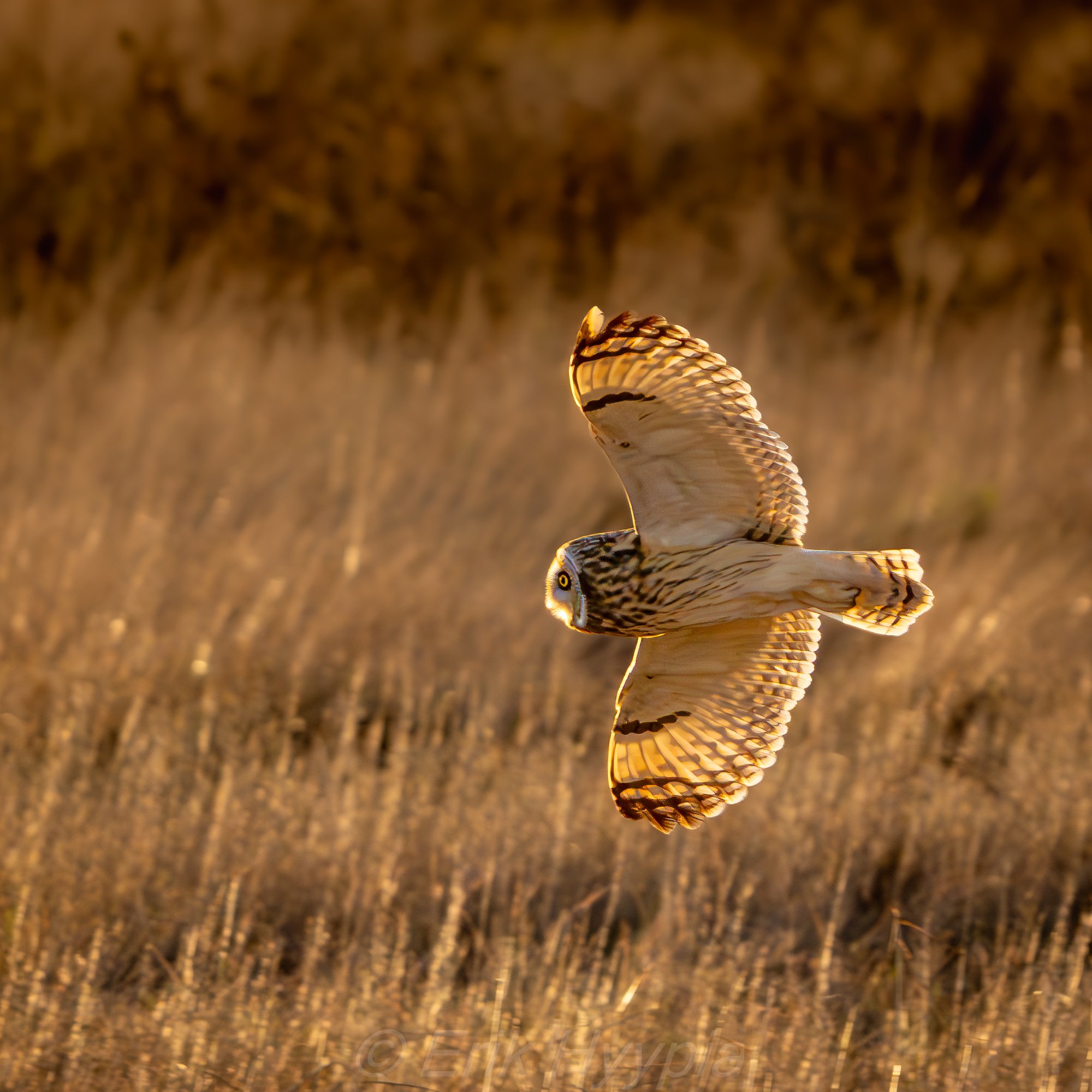 Short Eared Owl