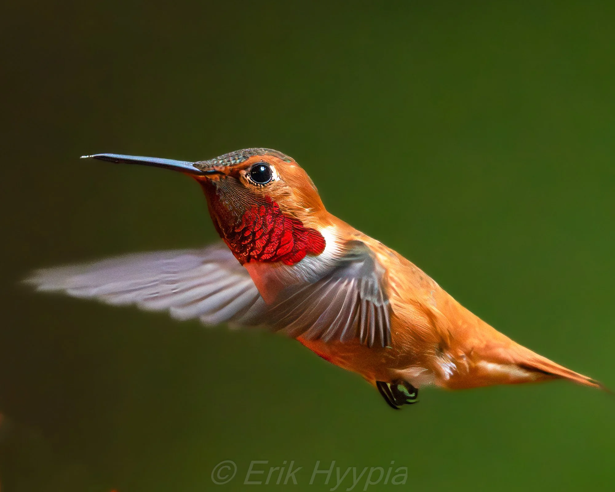 Rufous Hummingbird