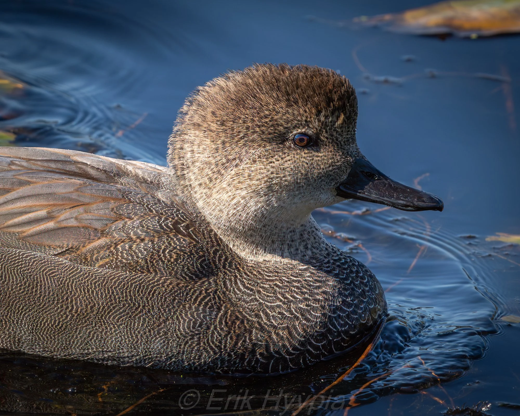 Gadwall
