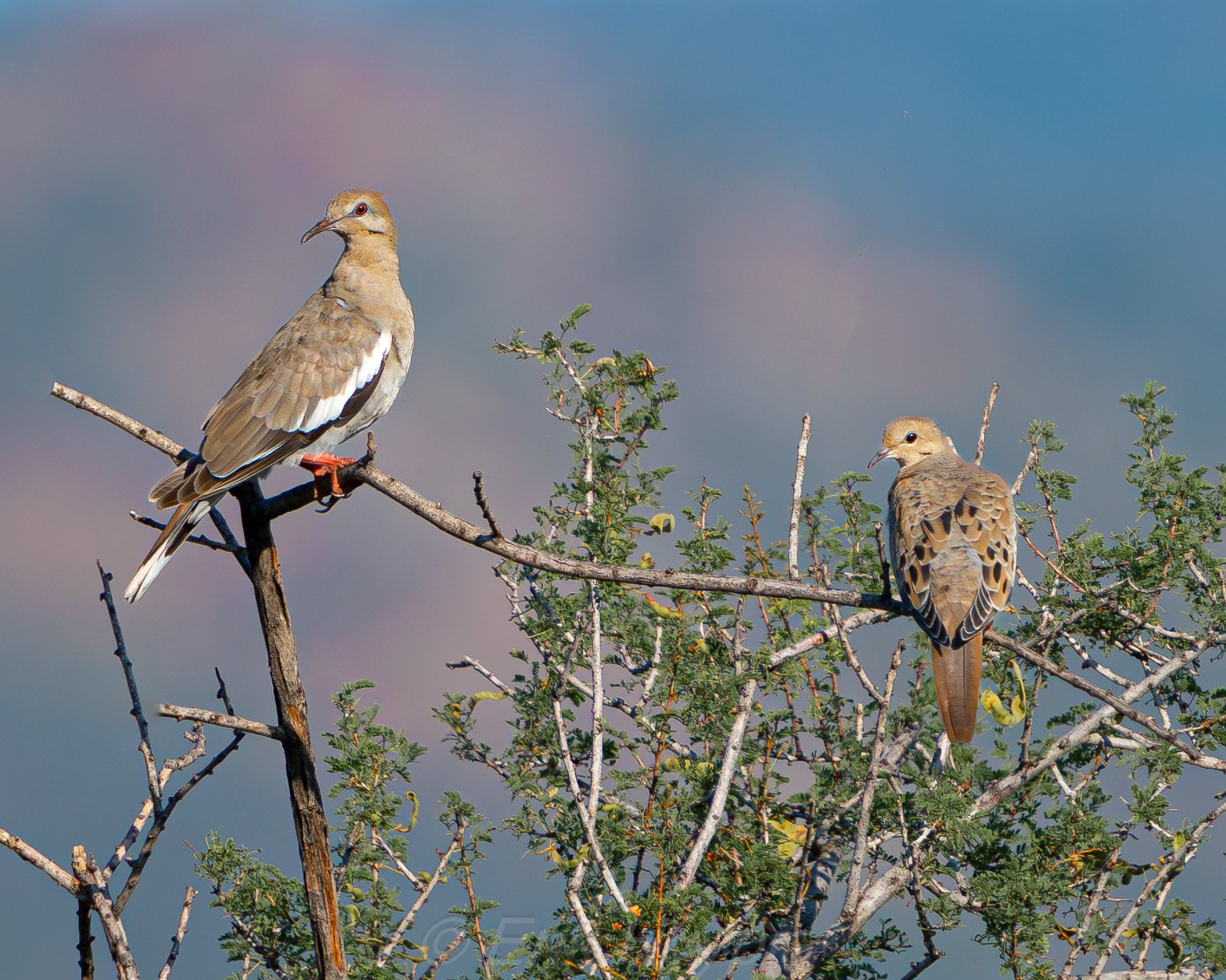 White Winged Doves