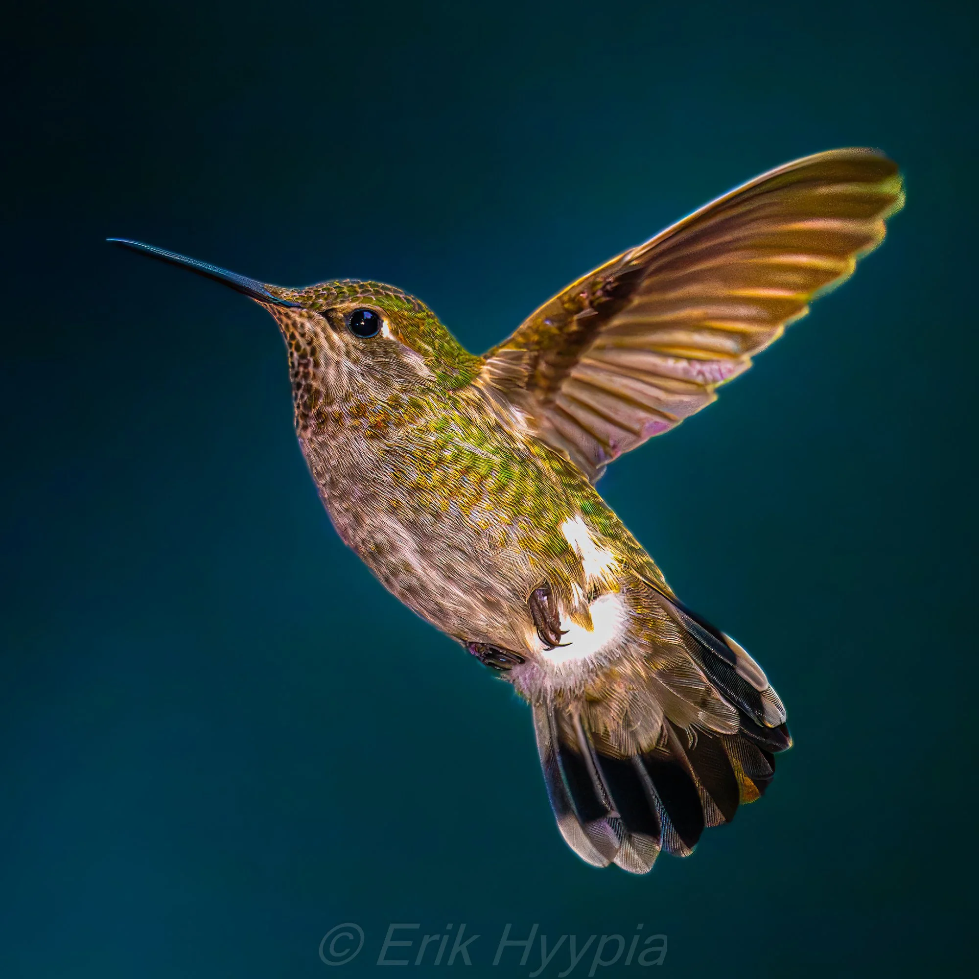 Annas Hummingbird
