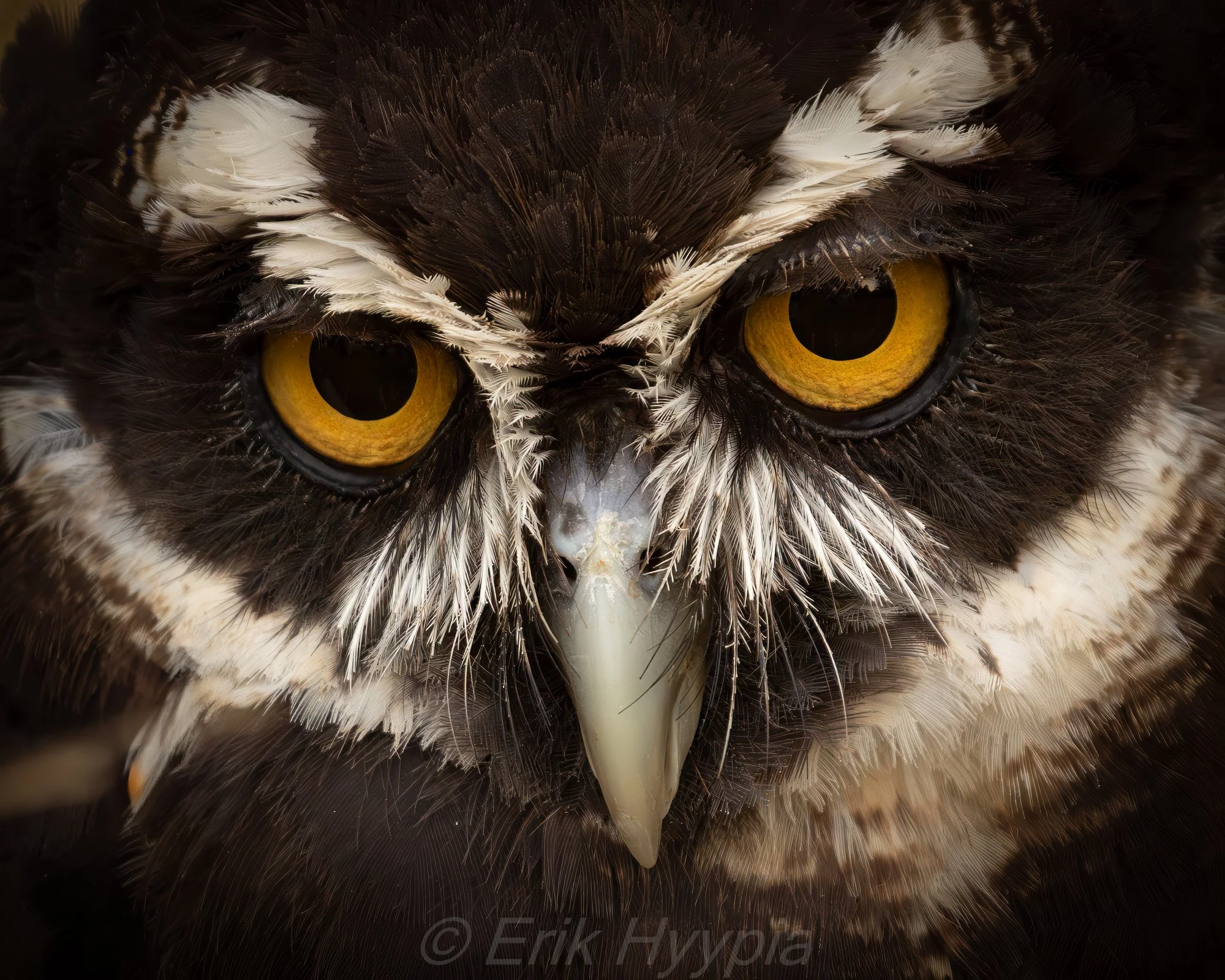 Spectacled Owl #4