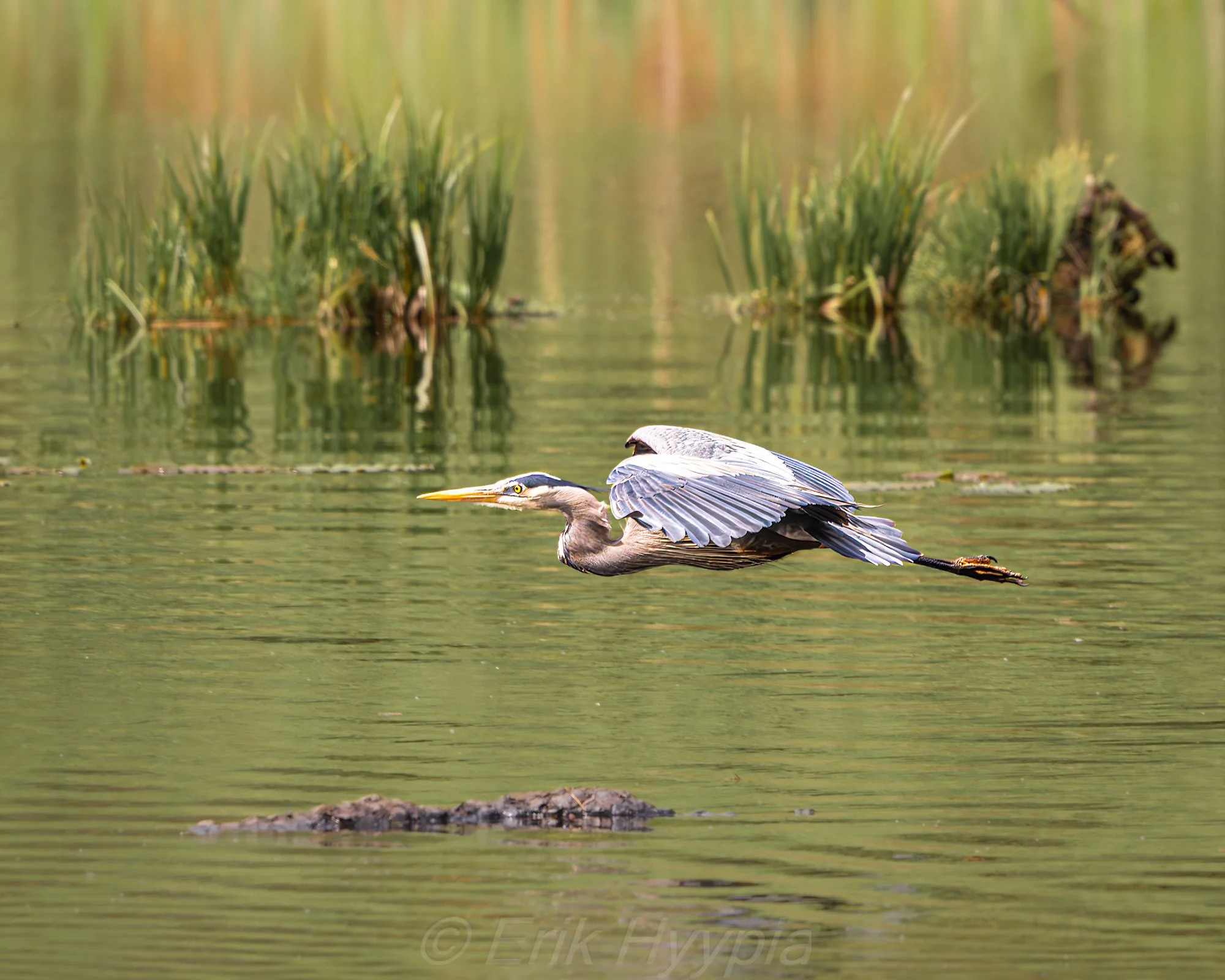 Great Blue Heron and Redwing #4