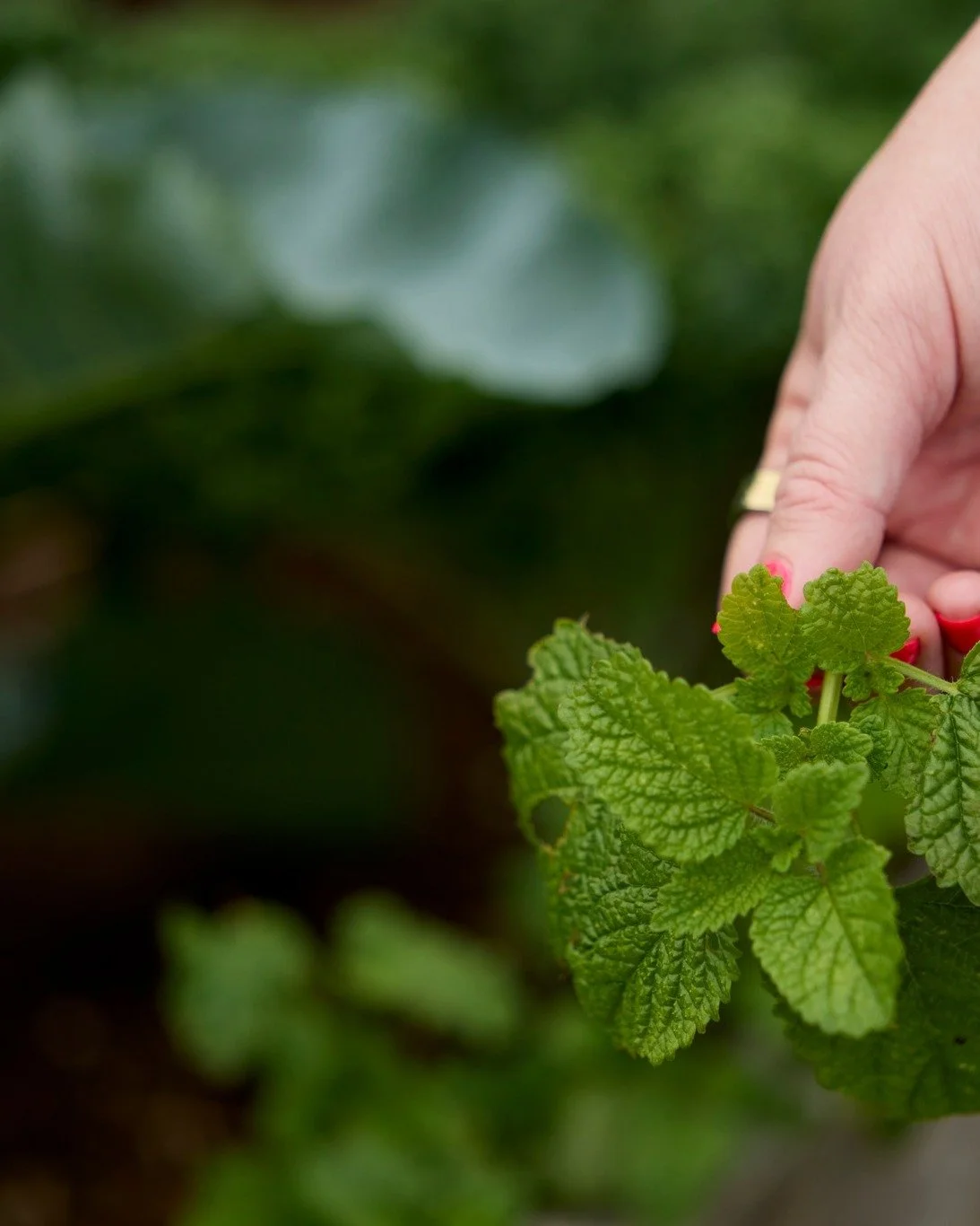 I've been working with herbs for years, and I still went back to being a student.

I recently finished Low Dosage Methodology in Herbal Medicine with Rixt Botello, and it completely changed how I think about the dose.

Here's what stayed with me:

1.