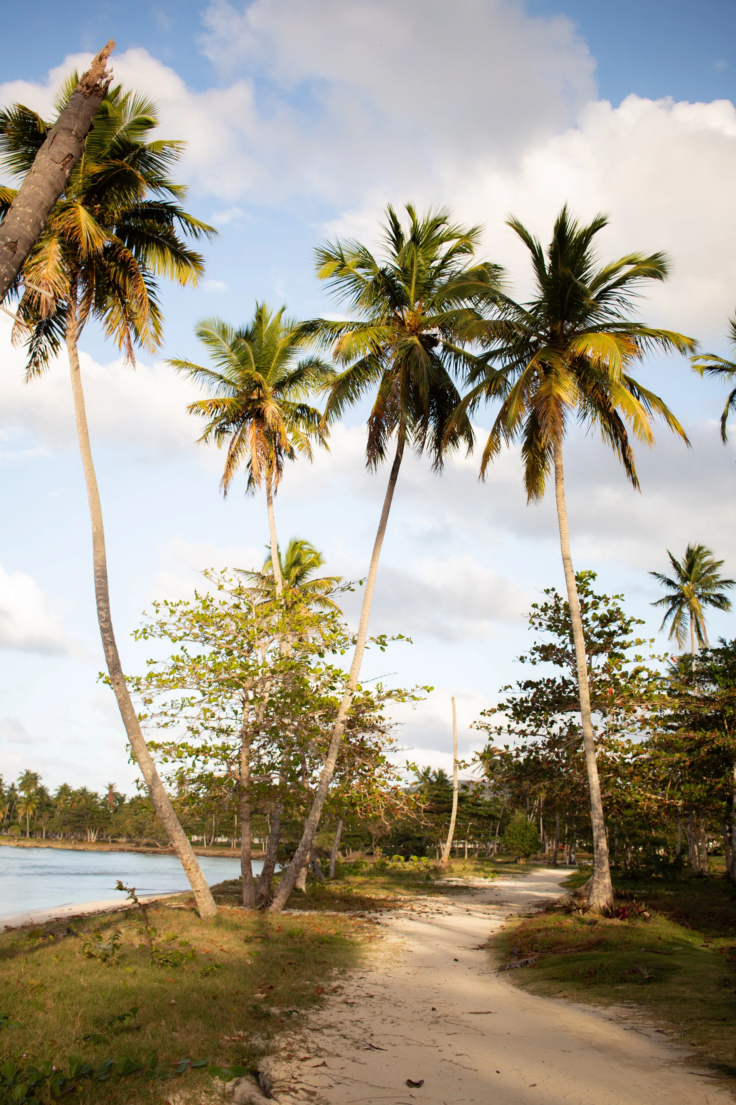 A tropical beach with tall palm trees lining a sandy path, near calm water under a partly cloudy sky.