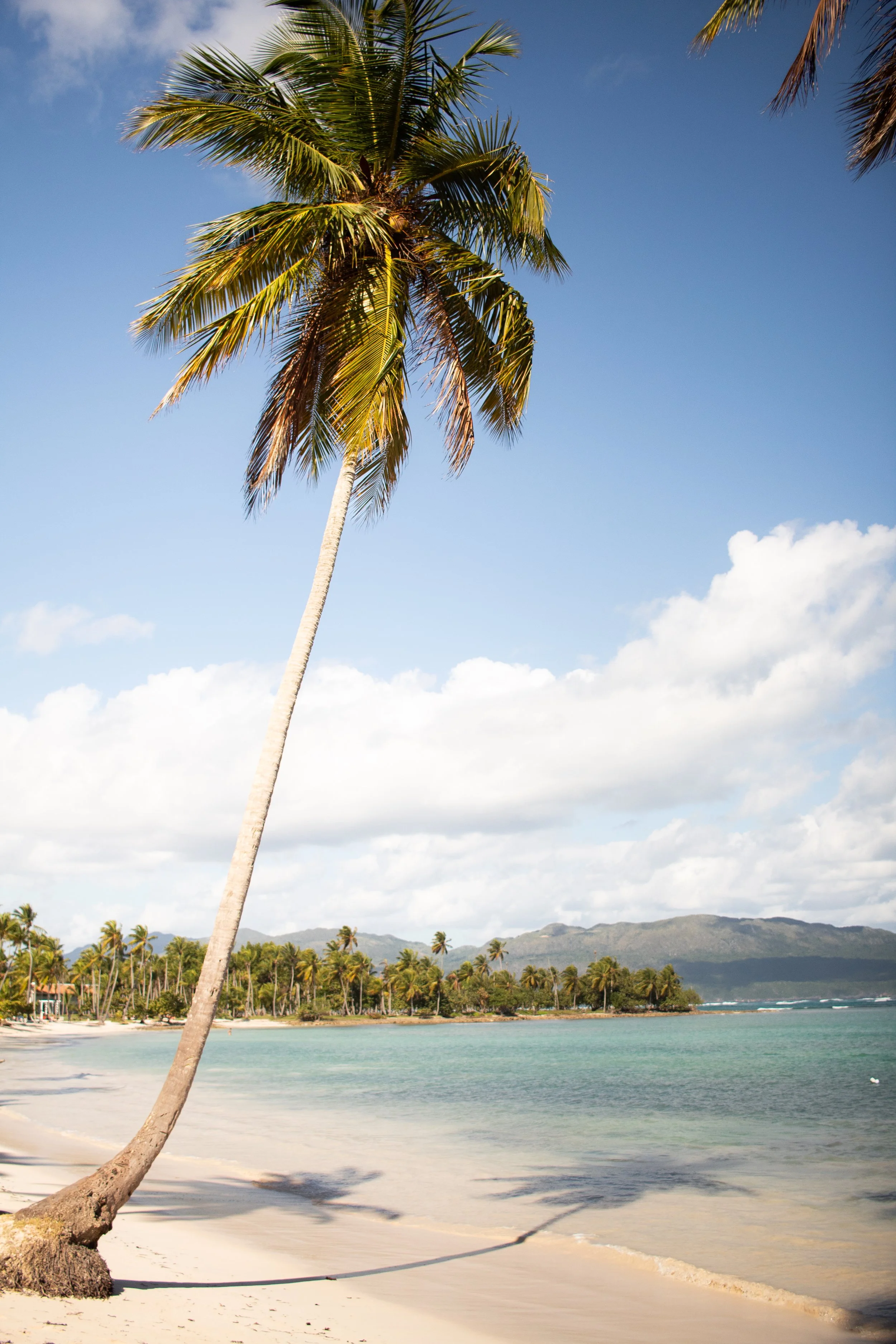 Tropical beach with a leaning palm tree, blue sky, scattered clouds, and distant mountains.