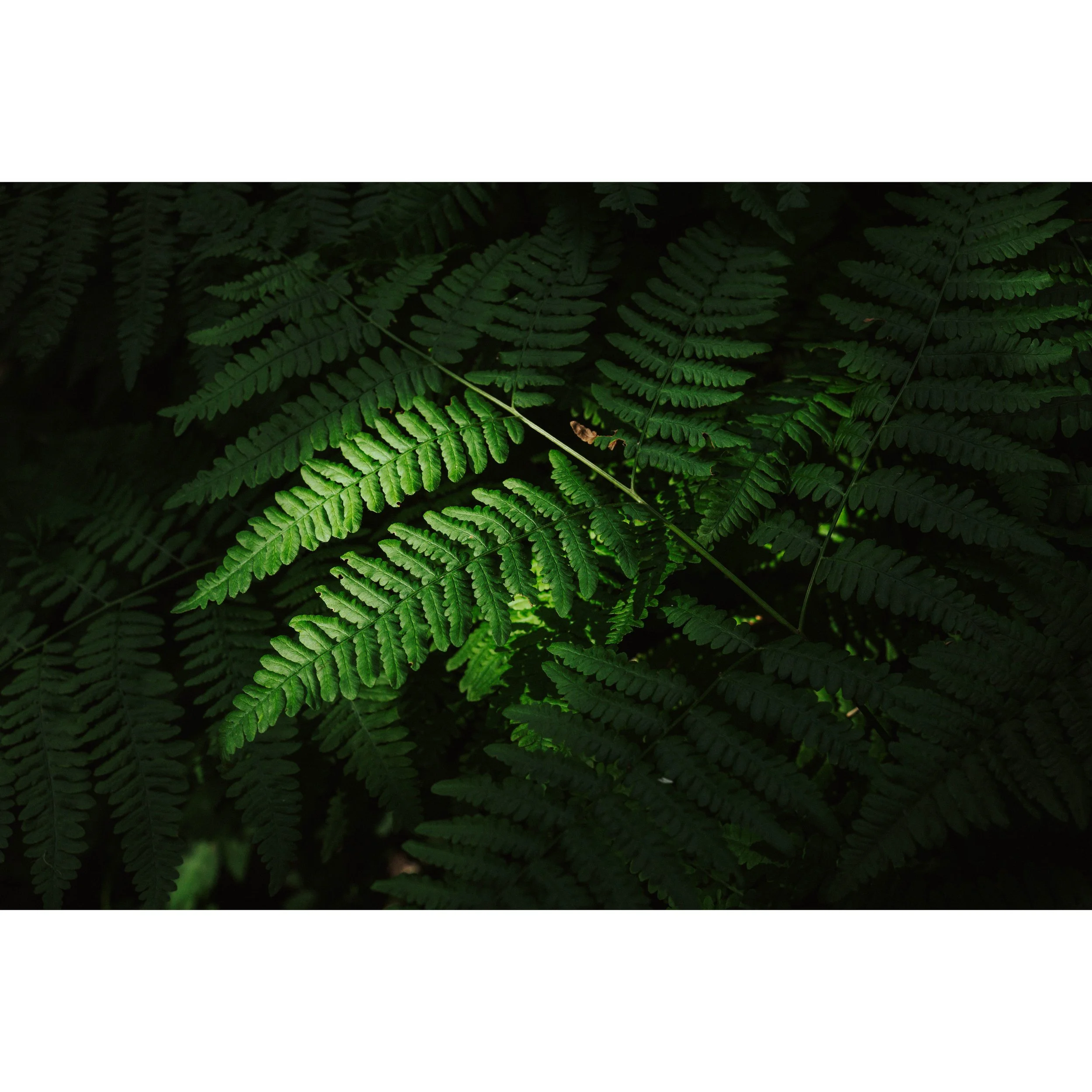 Illuminated Ferns