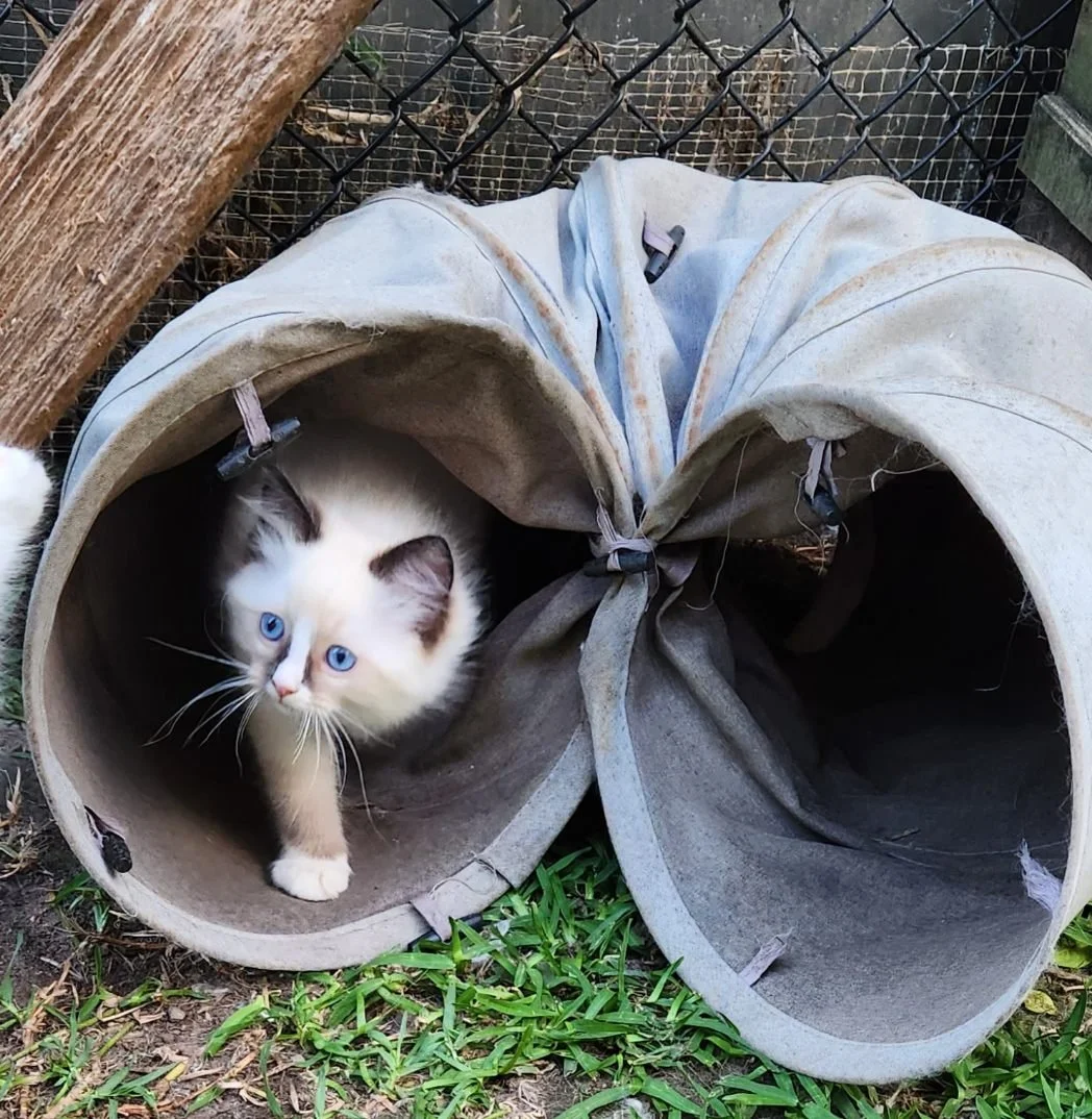 Photo 19-12-2024, 4 59 52 pm (8).jpg