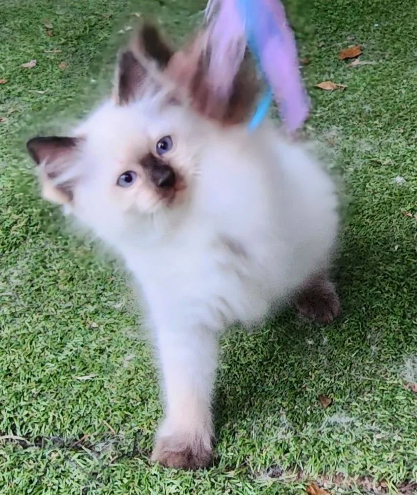 Photo 19-12-2024, 5 01 20 pm (6).jpg