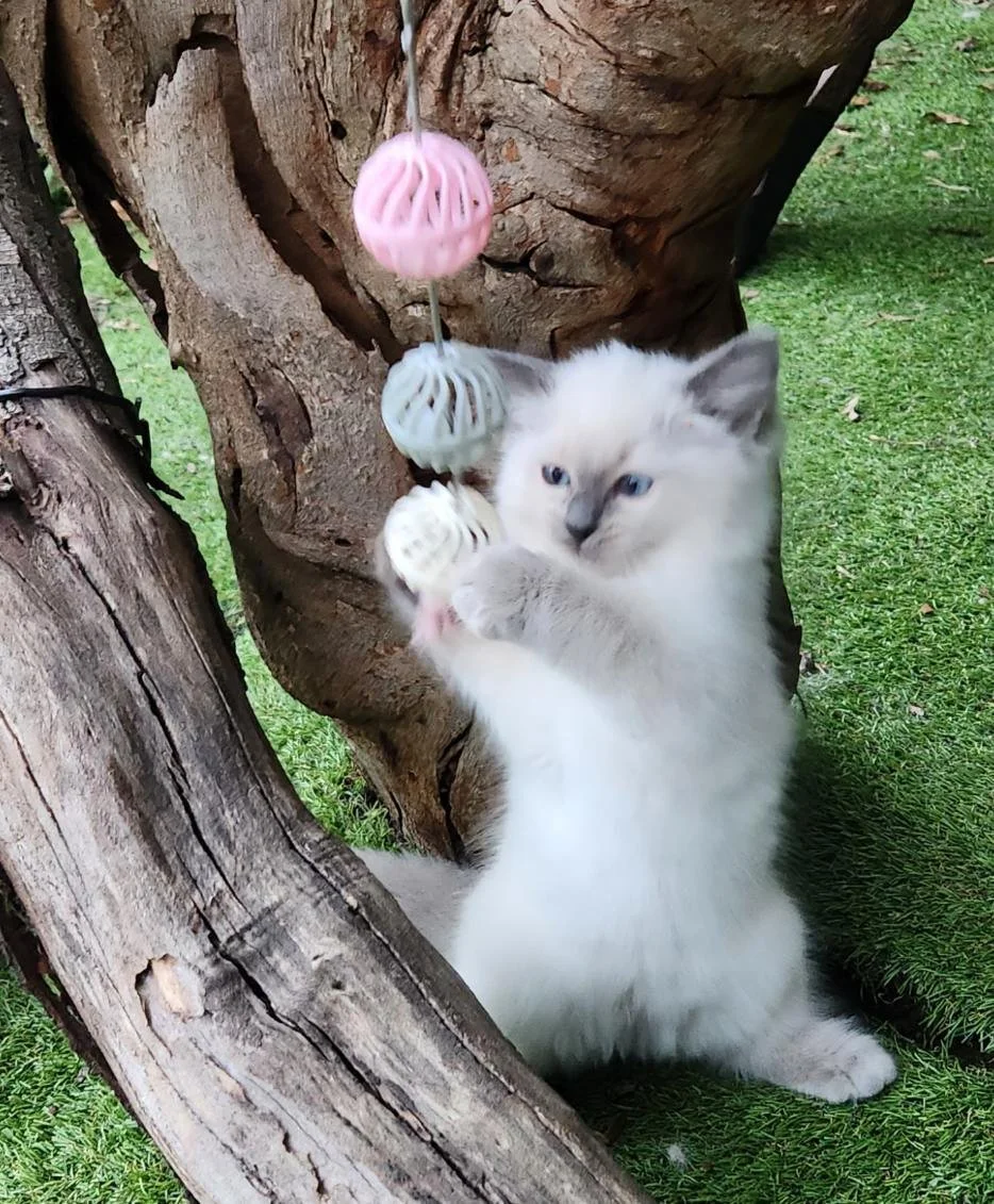 Photo 19-12-2024, 5 01 20 pm (7).jpg