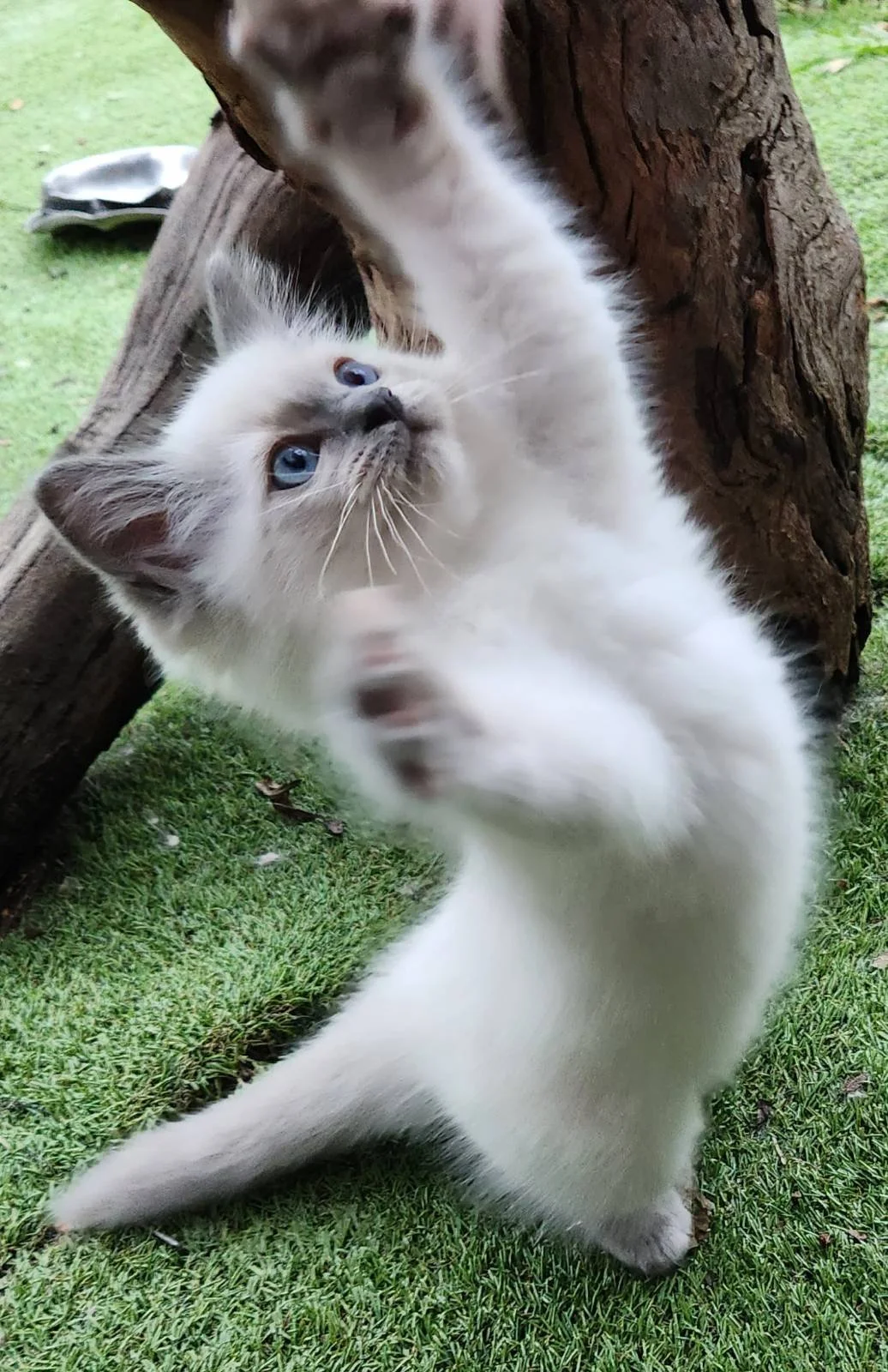 Photo 19-12-2024, 5 01 20 pm (1).jpg