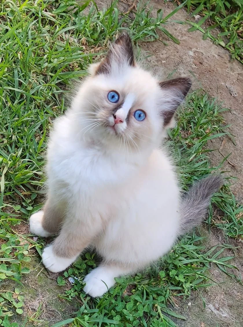 Photo 19-12-2024, 4 59 52 pm (6).jpg