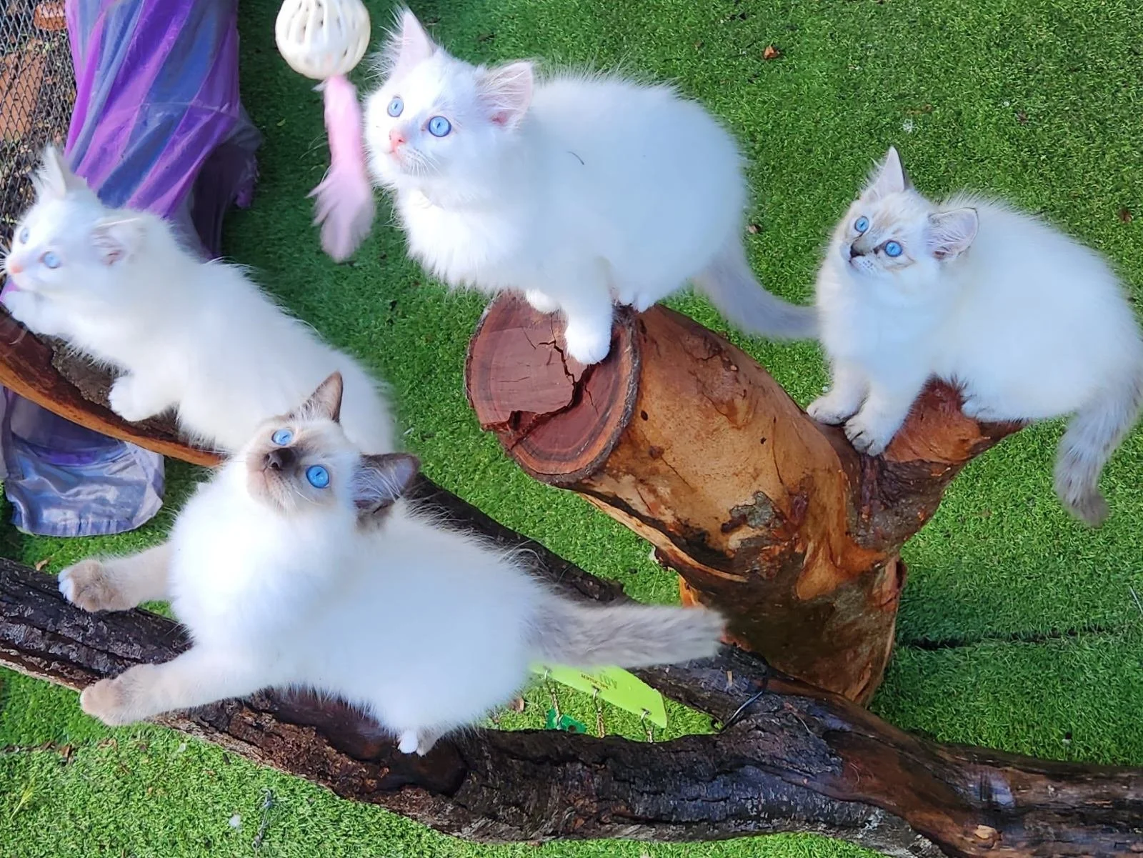 Wollondilly Ragdolls