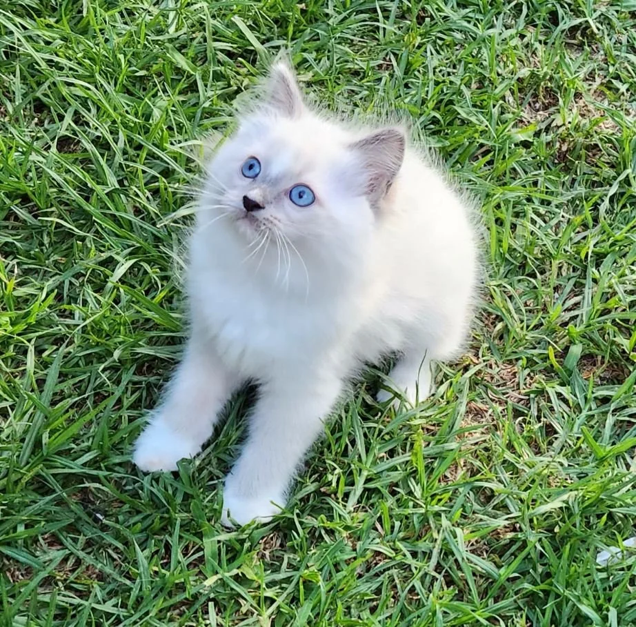 Photo 19-12-2024, 4 59 52 pm (5).jpg