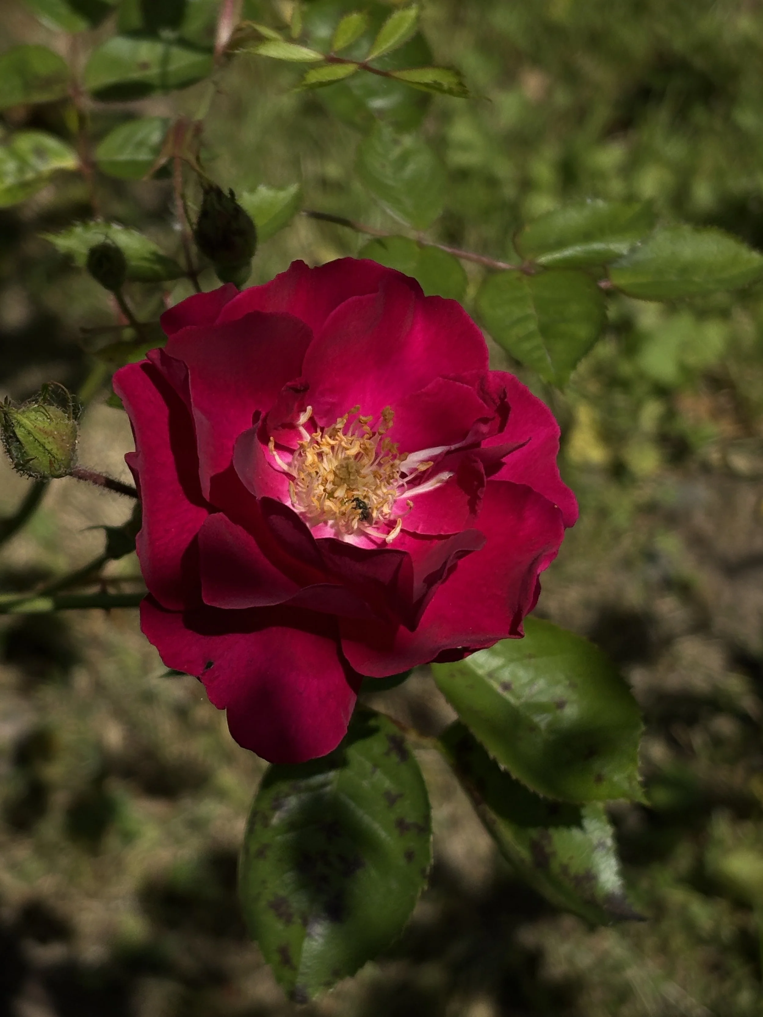 A close-up image of a pink rose with yellow stamens surrounded by green leaves.