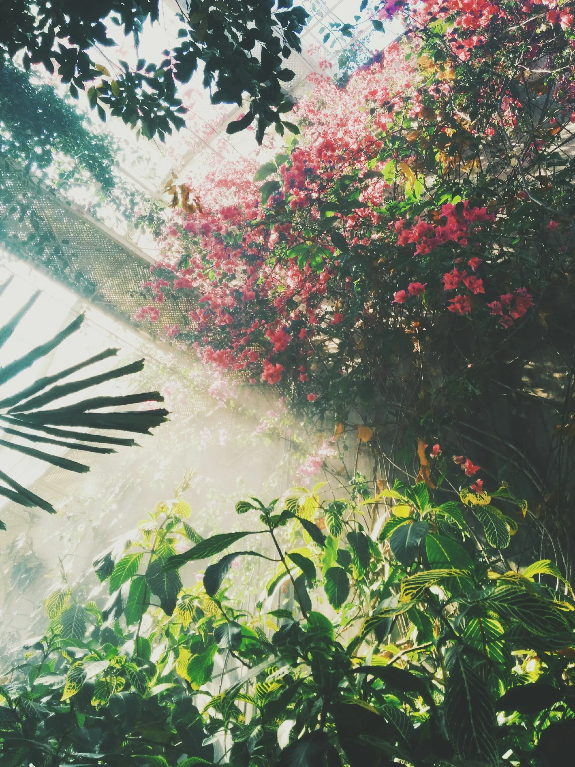 Indoor garden with lush green and flowering plants, sunlight filtering through the leaves.