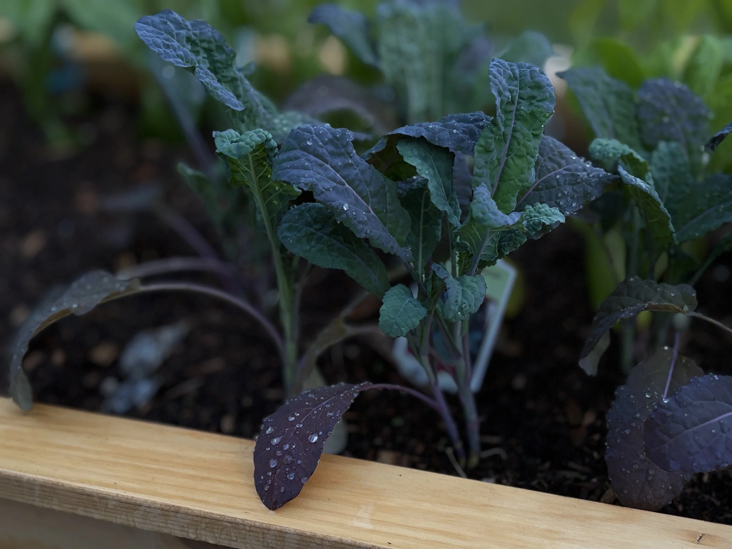 A close-up of dark purple vegetable leaves with water droplets, planted in soil and bordered by a wooden frame.