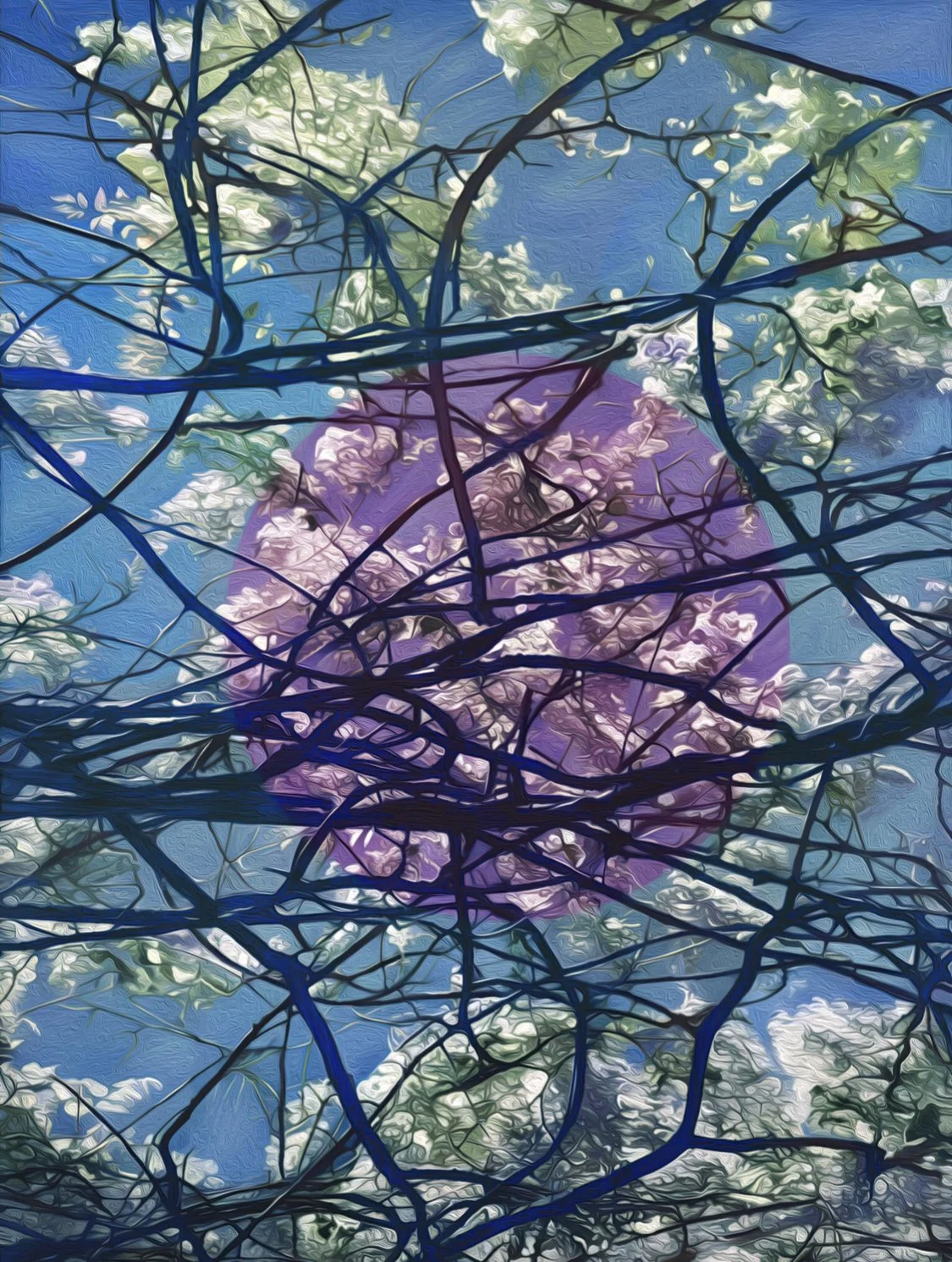 Glycines, 2025, 54x73cm