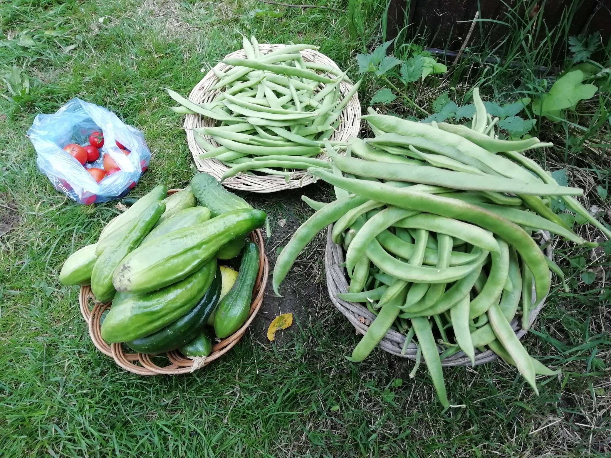 veg.jpg