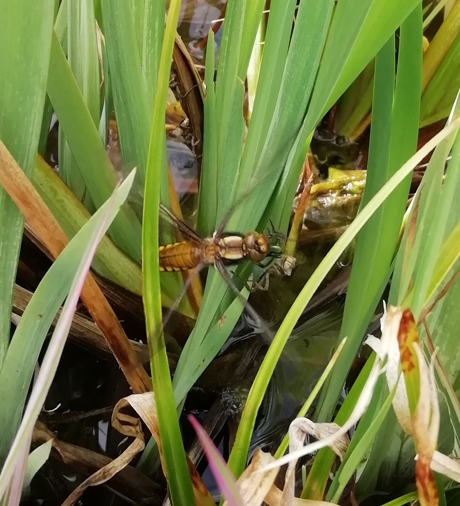 dragonfly.jpg