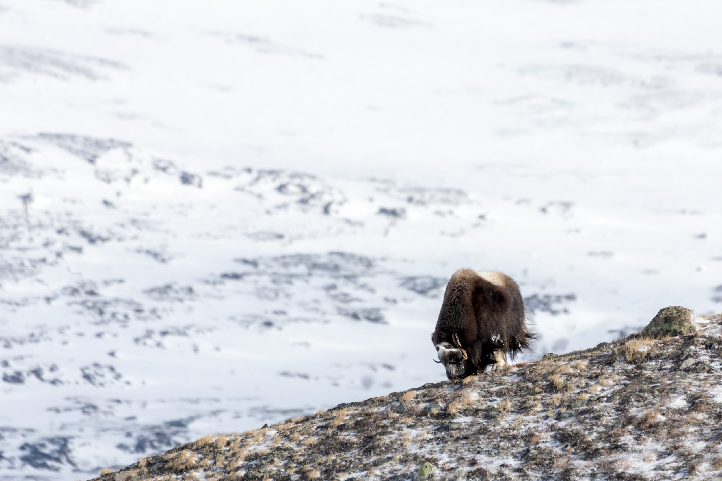 A lone musk ox in Dovrefjell National Park