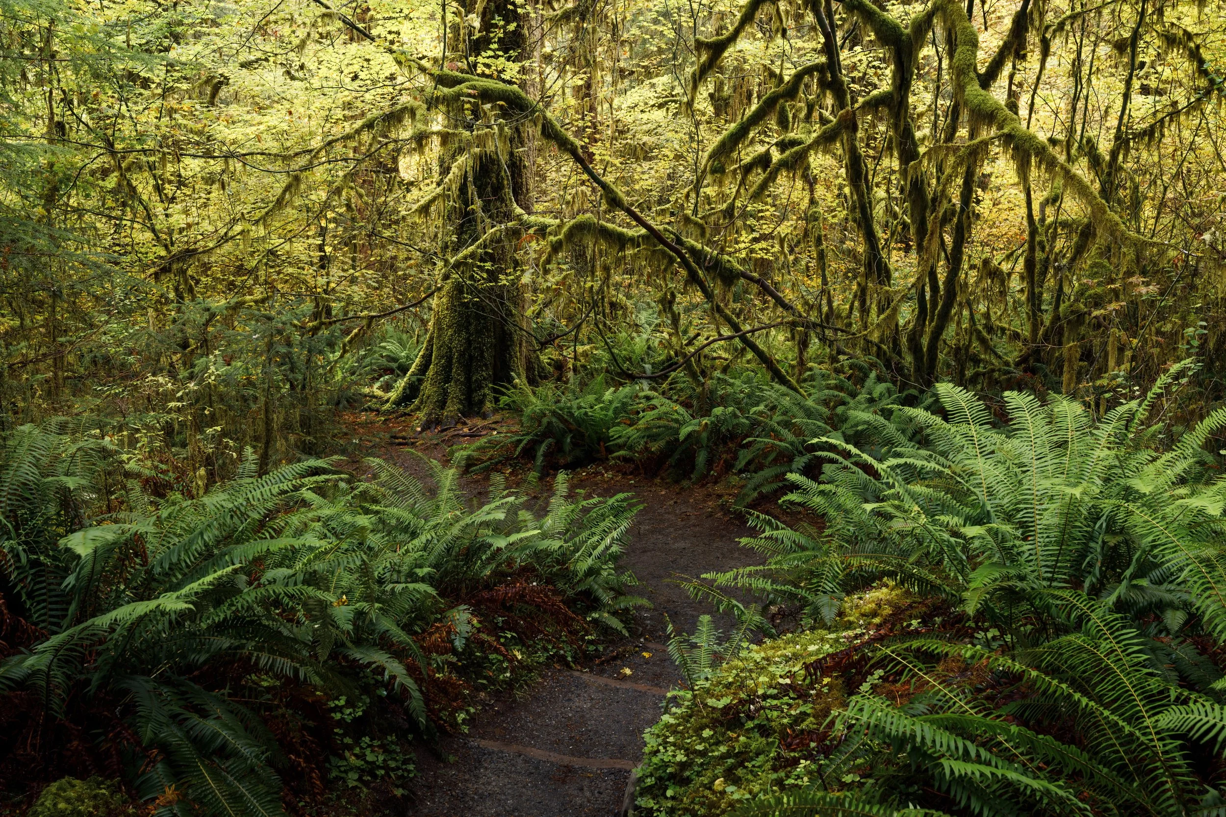 The path winding through Hoh Rainforest / Olympic National Park