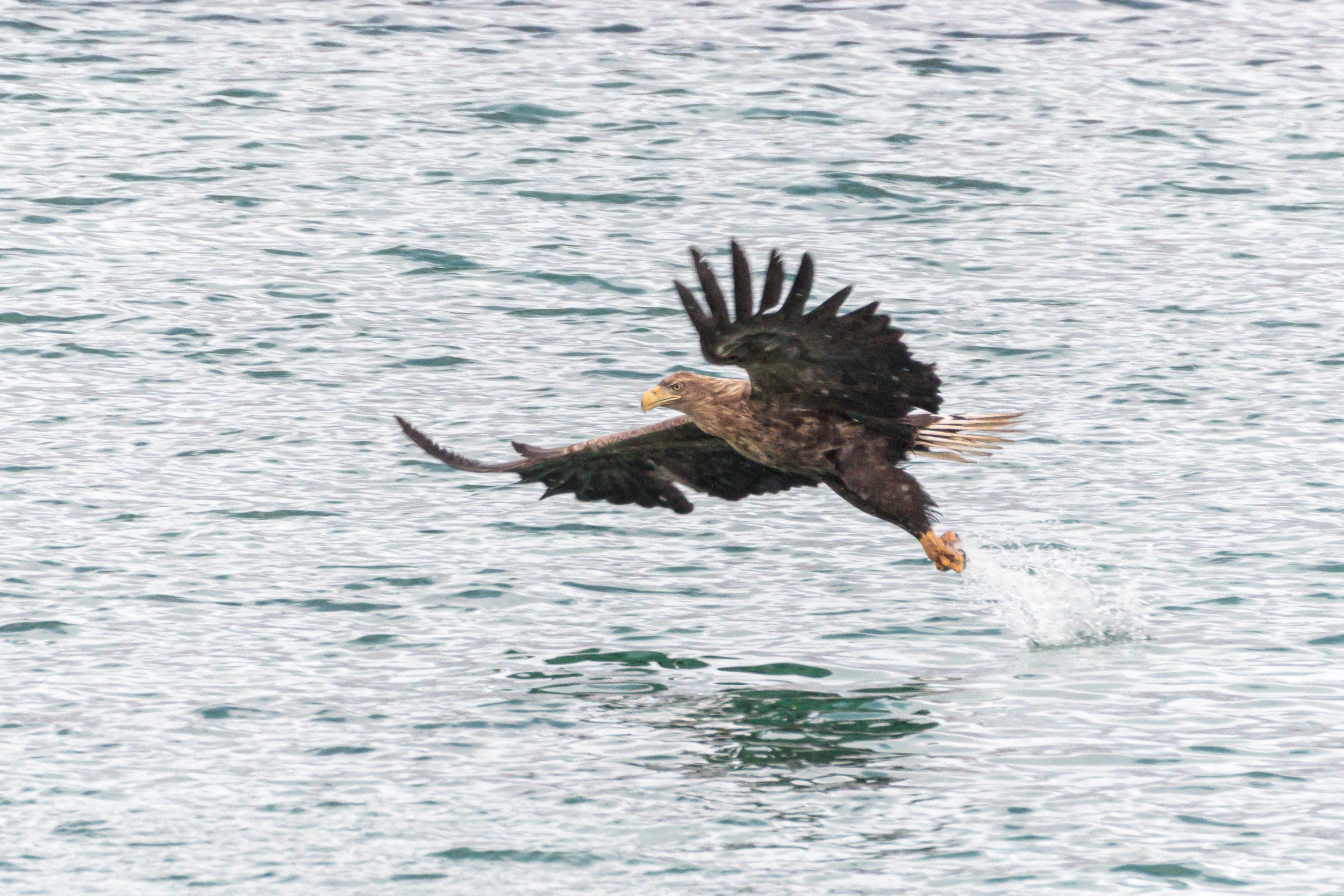 An eagle makes its catch