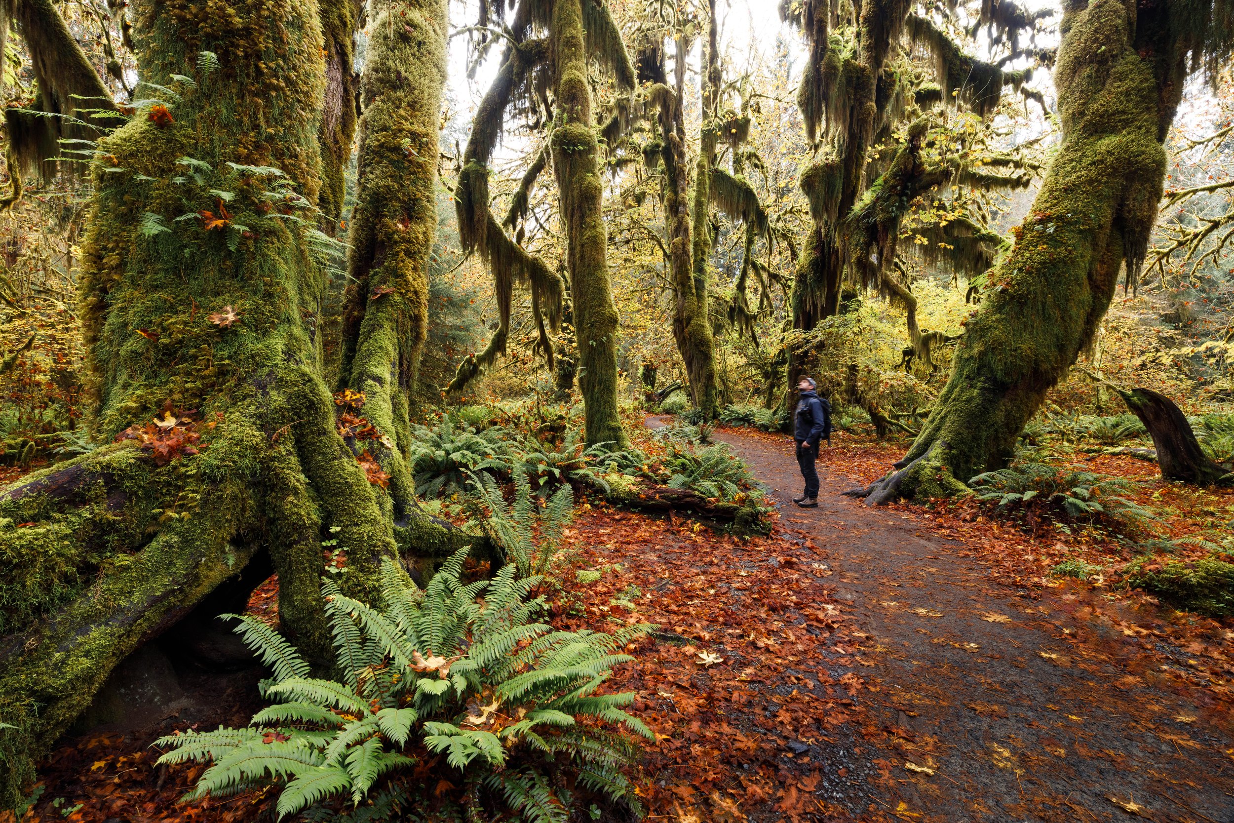 Standing among the huge trees at Hoh Rainforest / Olympic National Park