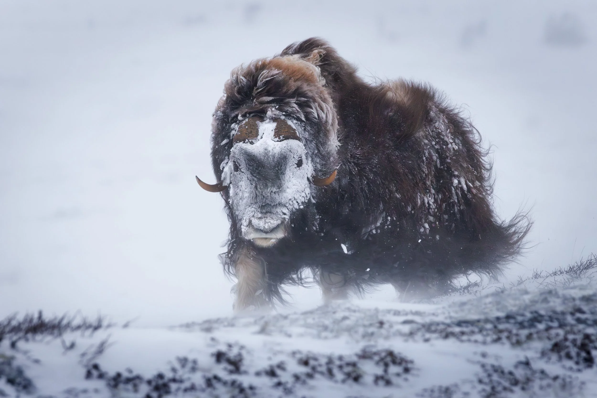 The snow face - male musk ox in Dovrefjell National Park