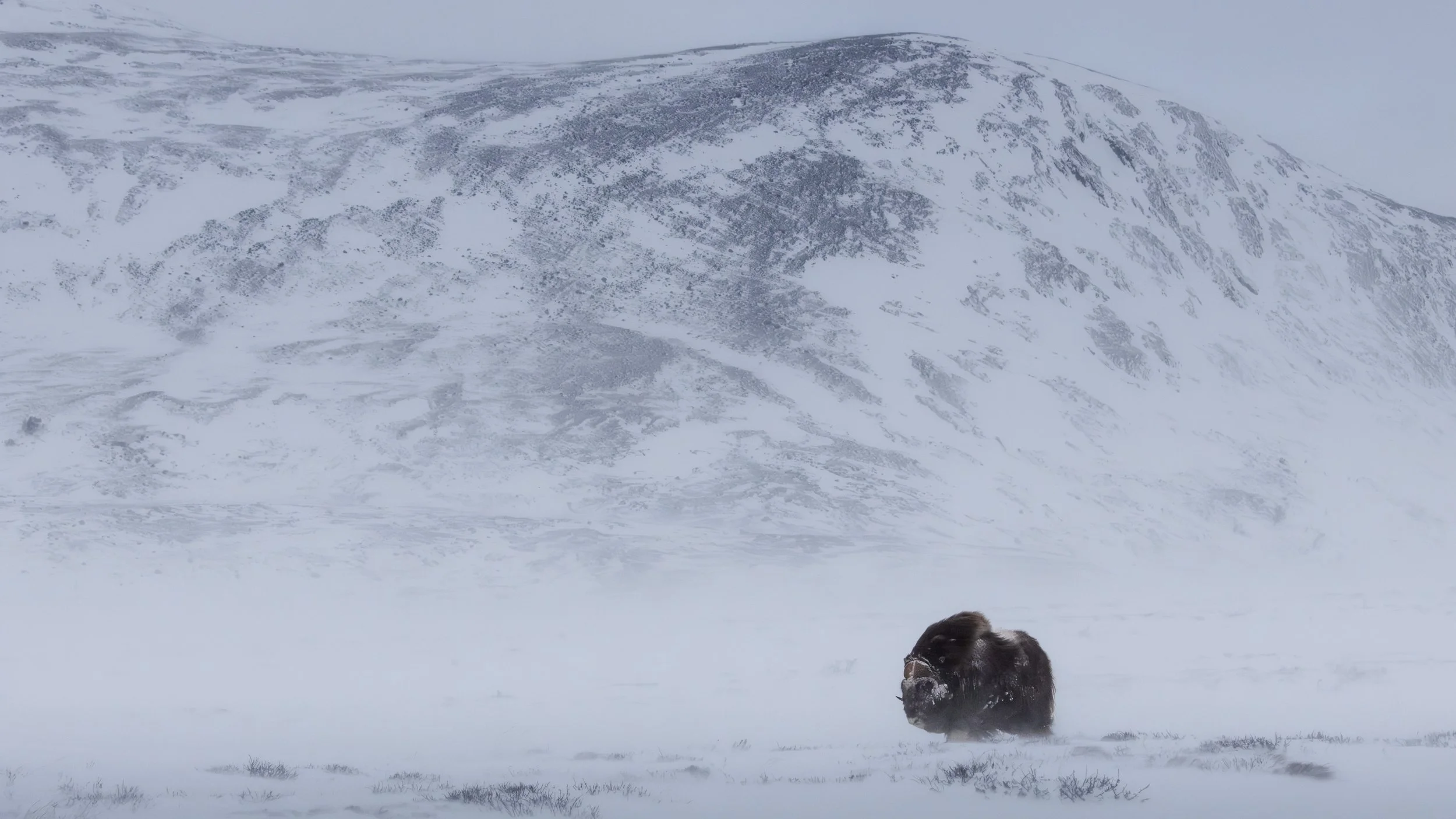 Male musk ox in Dovrefjell National Park