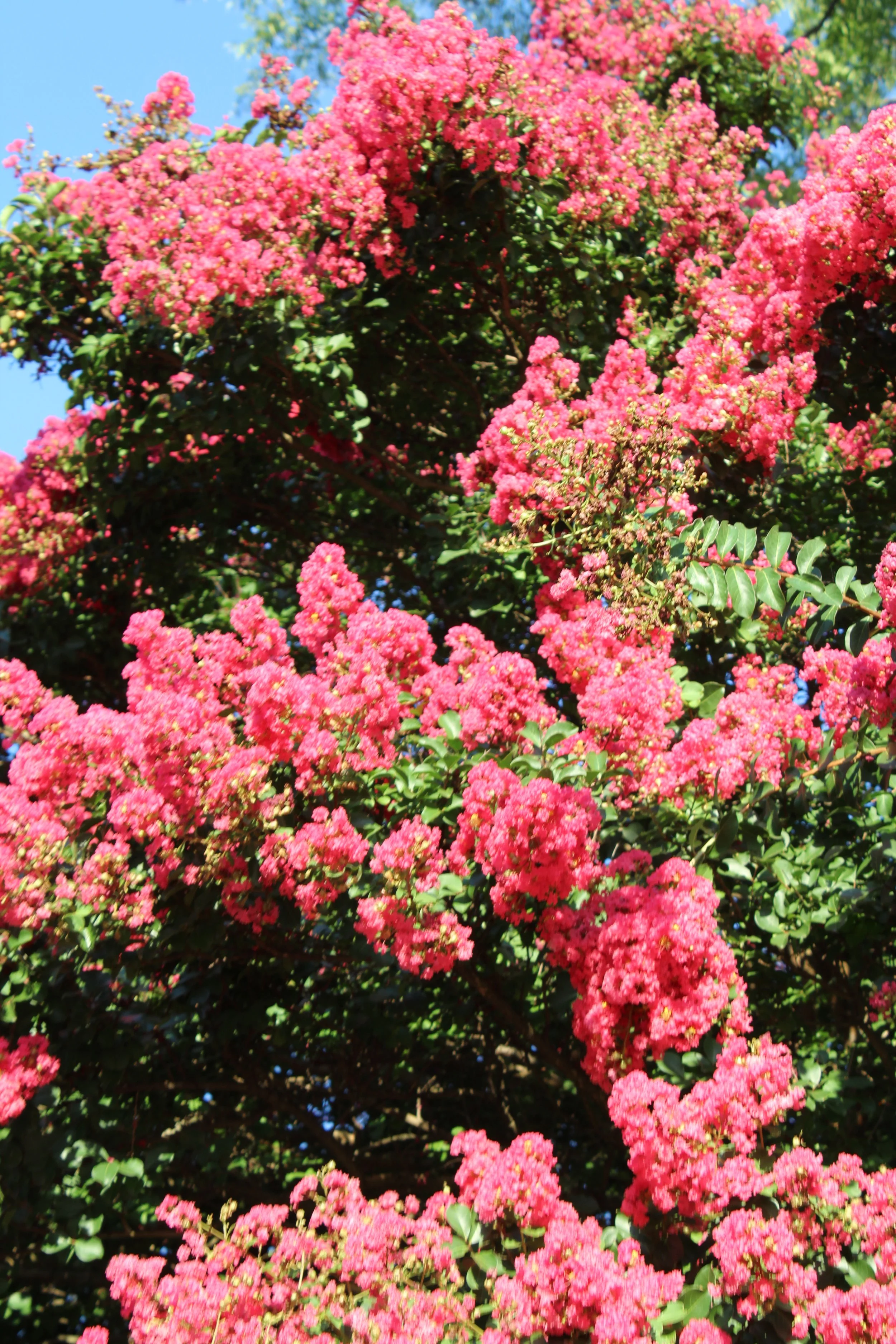 Bright pink flowering shrub with small green leaves against a clear blue sky.