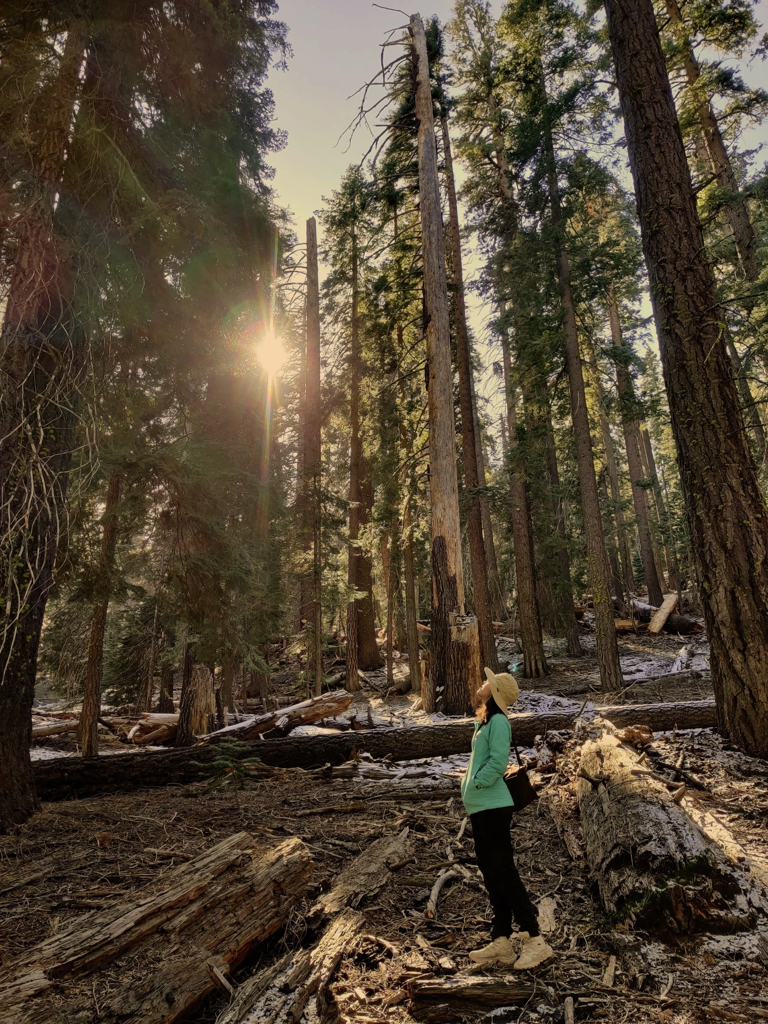 California National Parks Road Trip: A 9-Day Fall Adventure Through Sequoia, Yosemite, and Death Valley (Part I)