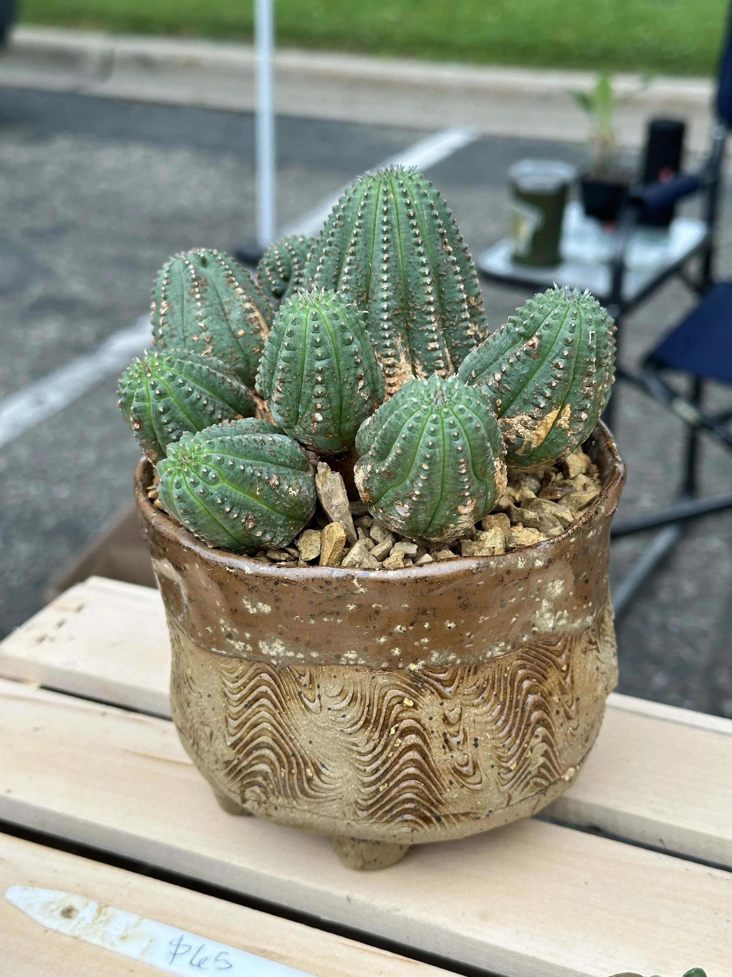A potted cactus plant with multiple green, ribbed, and spined stems in a decorative ceramic pot placed on a wooden surface outdoors.