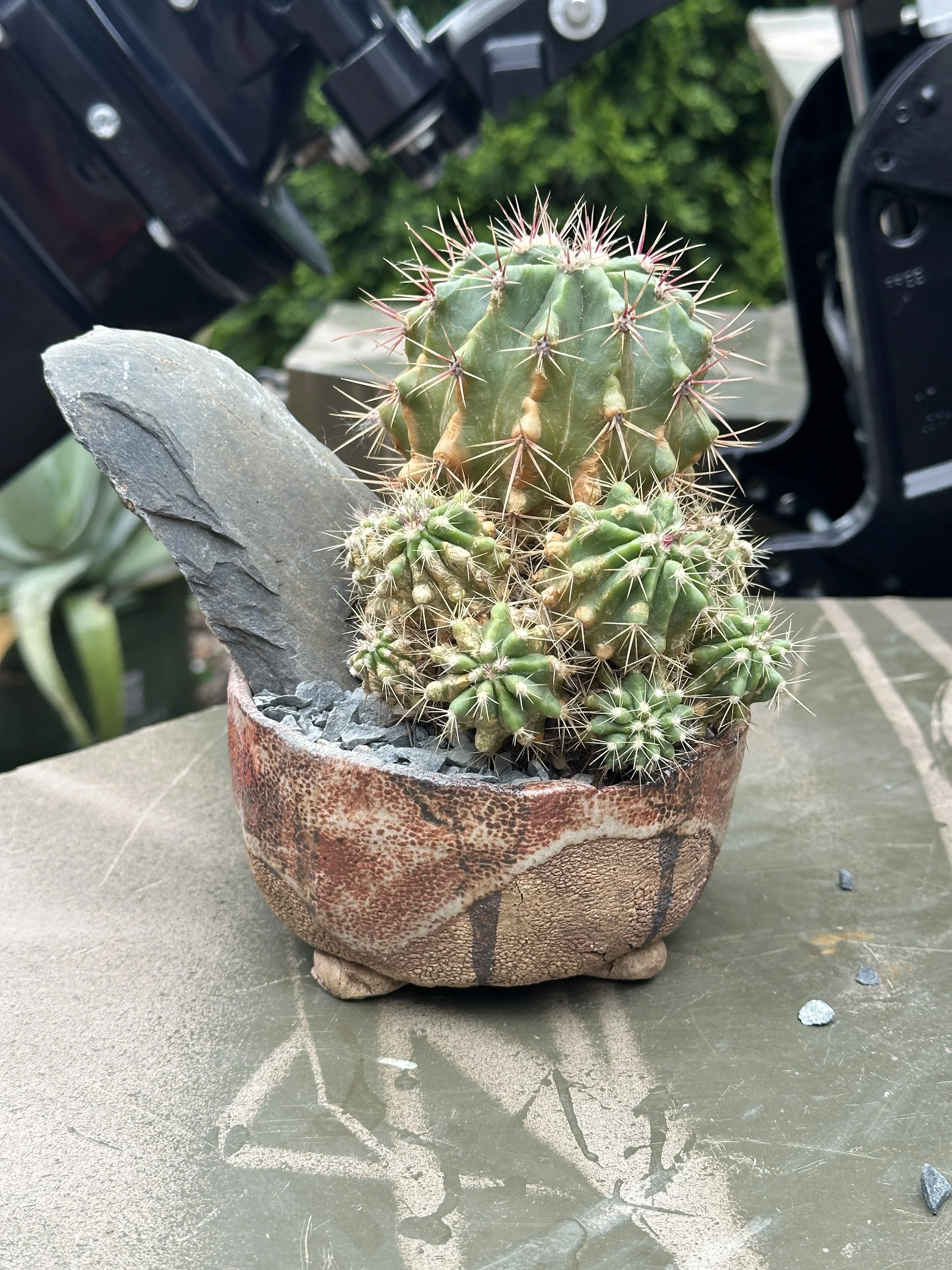 A potted cactus with multiple green sections and long sharp spines in a rustic, textured ceramic pot on a greenish surface outdoors.