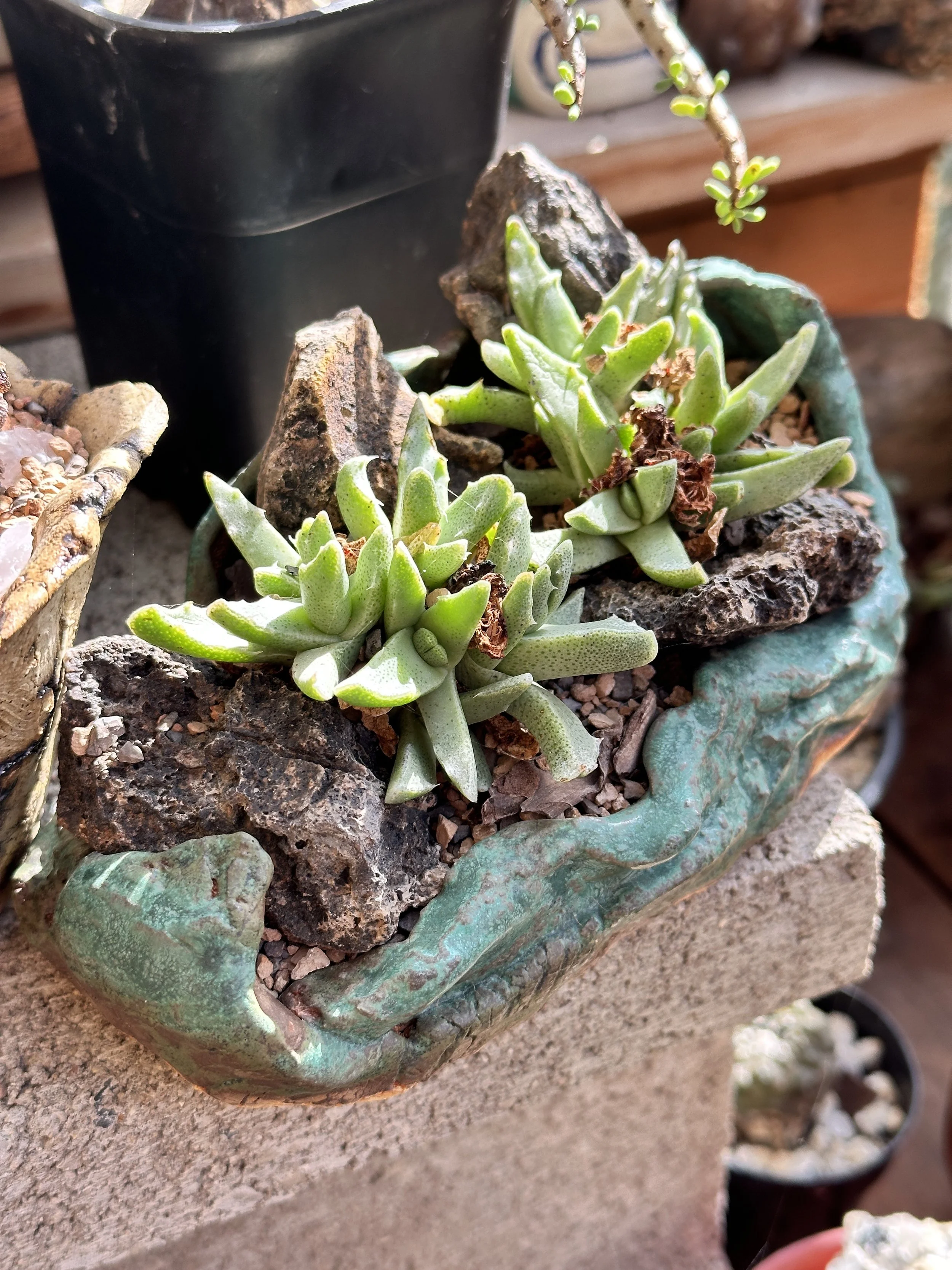 Close-up of a ceramic planter with succulents and rocks placed on a concrete surface.