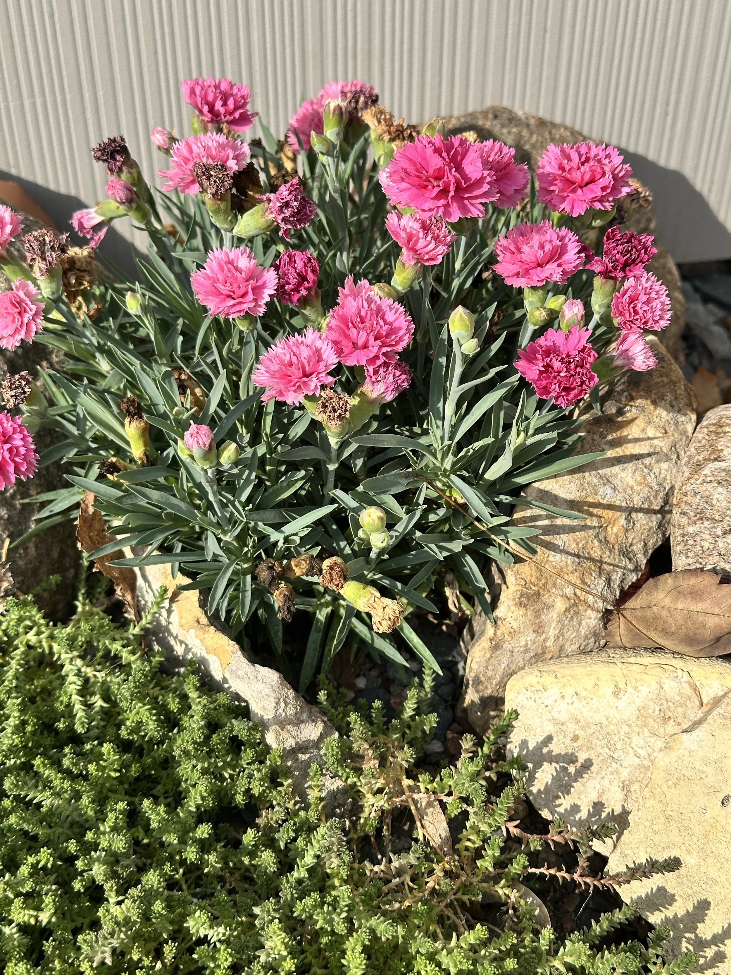 Pink Dianthus flowers blooming among rocks in a garden.