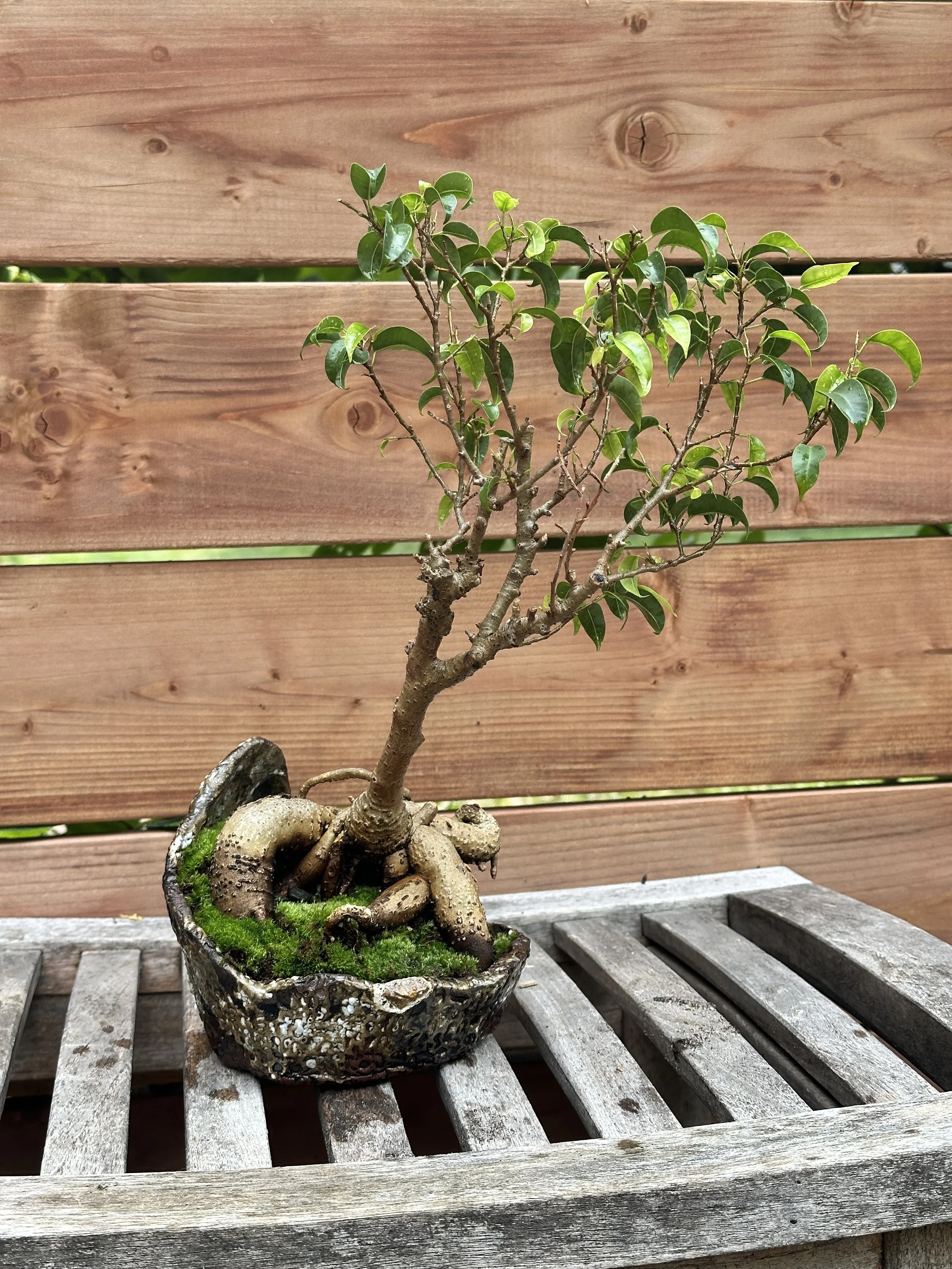Small bonsai tree with a gnarled trunk and green leaves in a rustic pot, placed on a weathered wooden table with a wooden fence background.