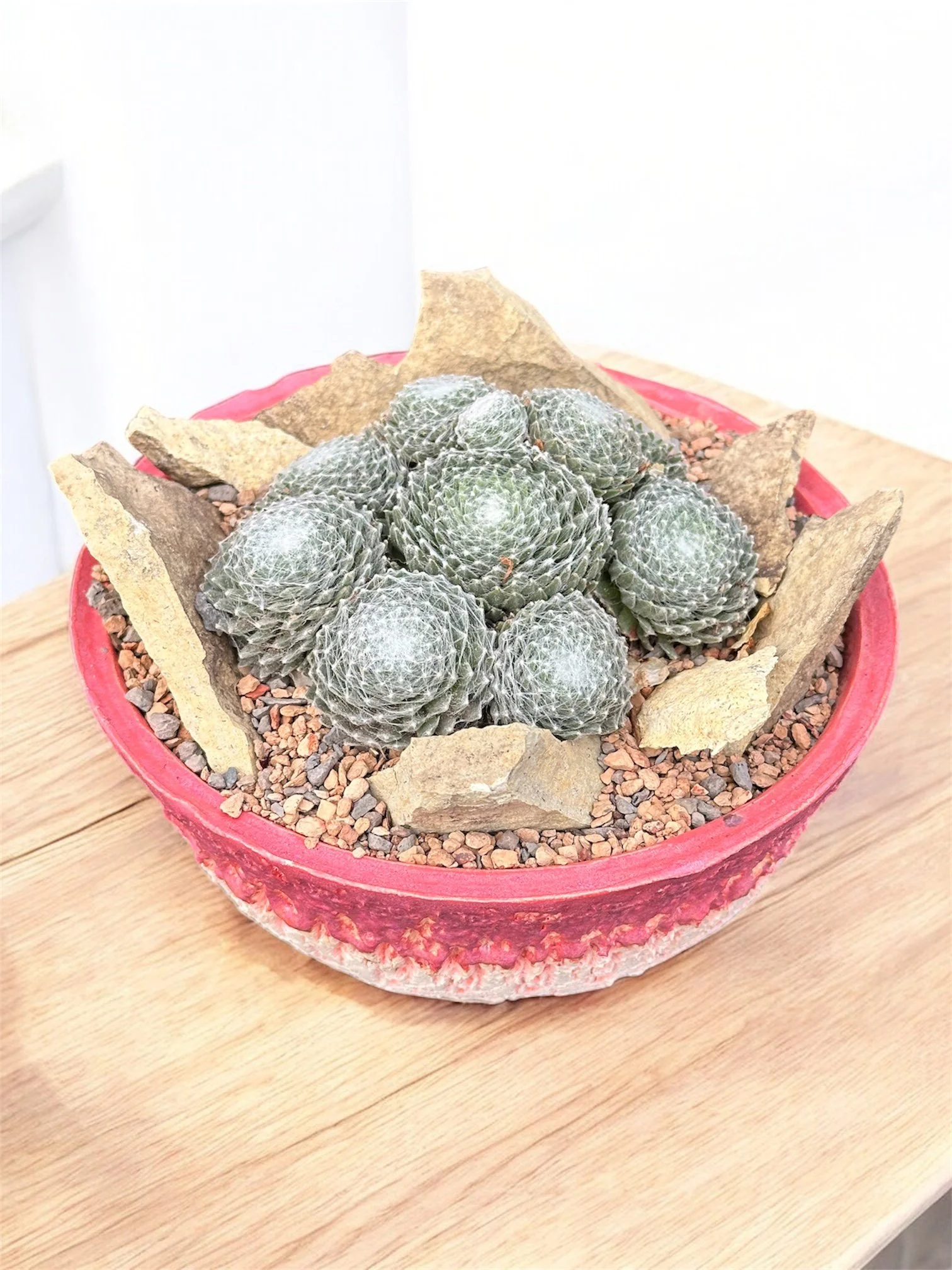 A potted cactus with multiple rosette-shaped clusters, surrounded by rocks within a red ceramic pot on a wooden surface.