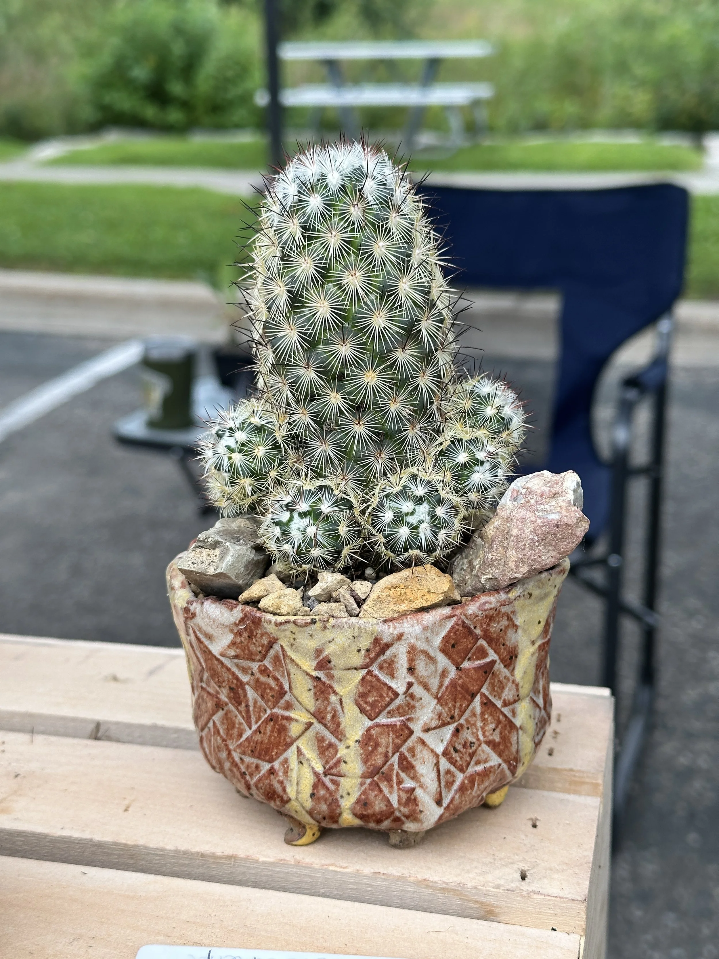A cactus plant in a decorative ceramic pot placed on a wooden surface outdoors, with a park or garden in the background.
