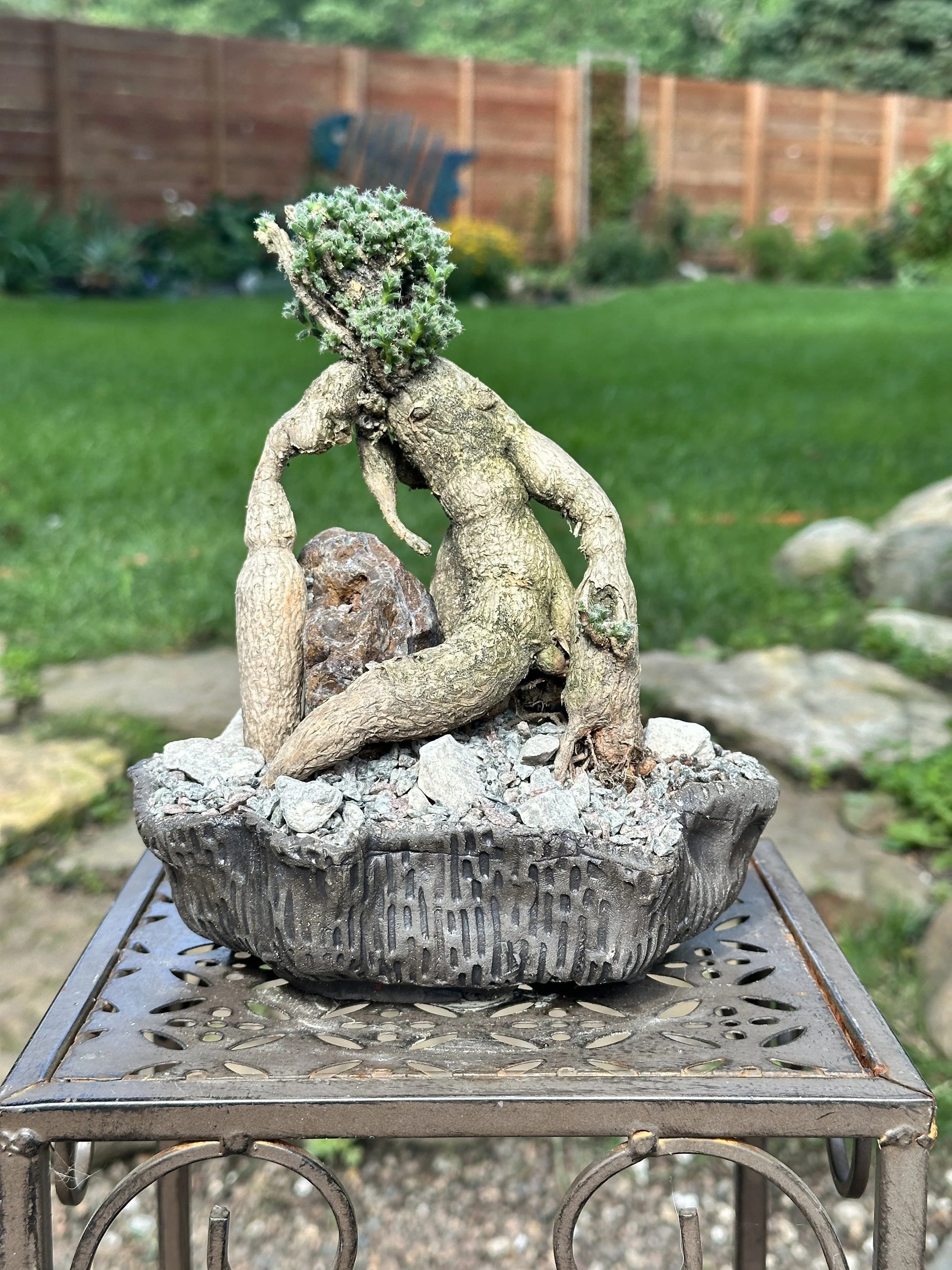 A bonsai tree with a thick, gnarled trunk and a dense cluster of green foliage at the top, planted in a textured, round pot filled with rocks, placed on a decorative metal table in a garden with a green lawn and a wooden fence in the background.