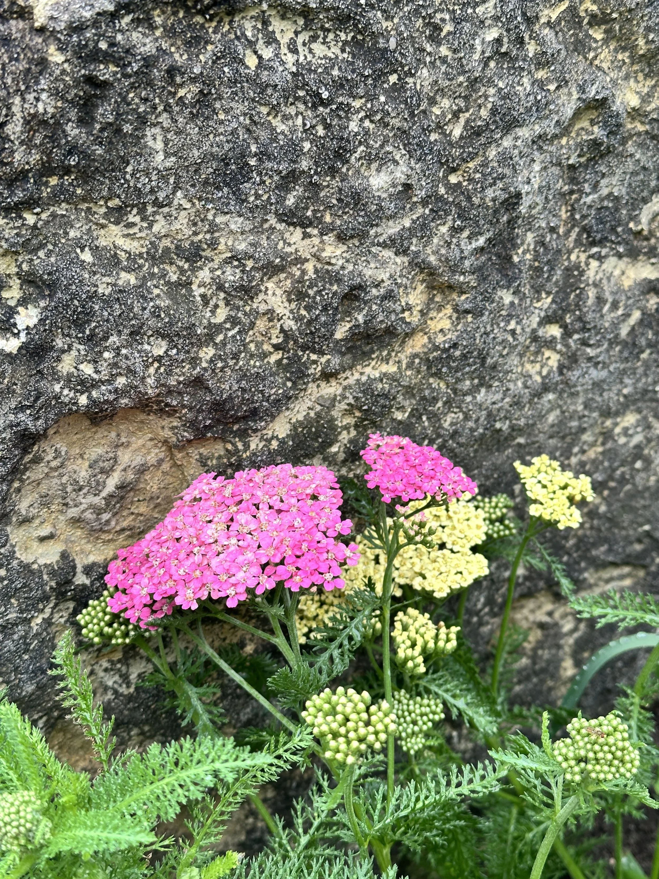 Pink and yellow flowering plants growing next to a textured stone wall.