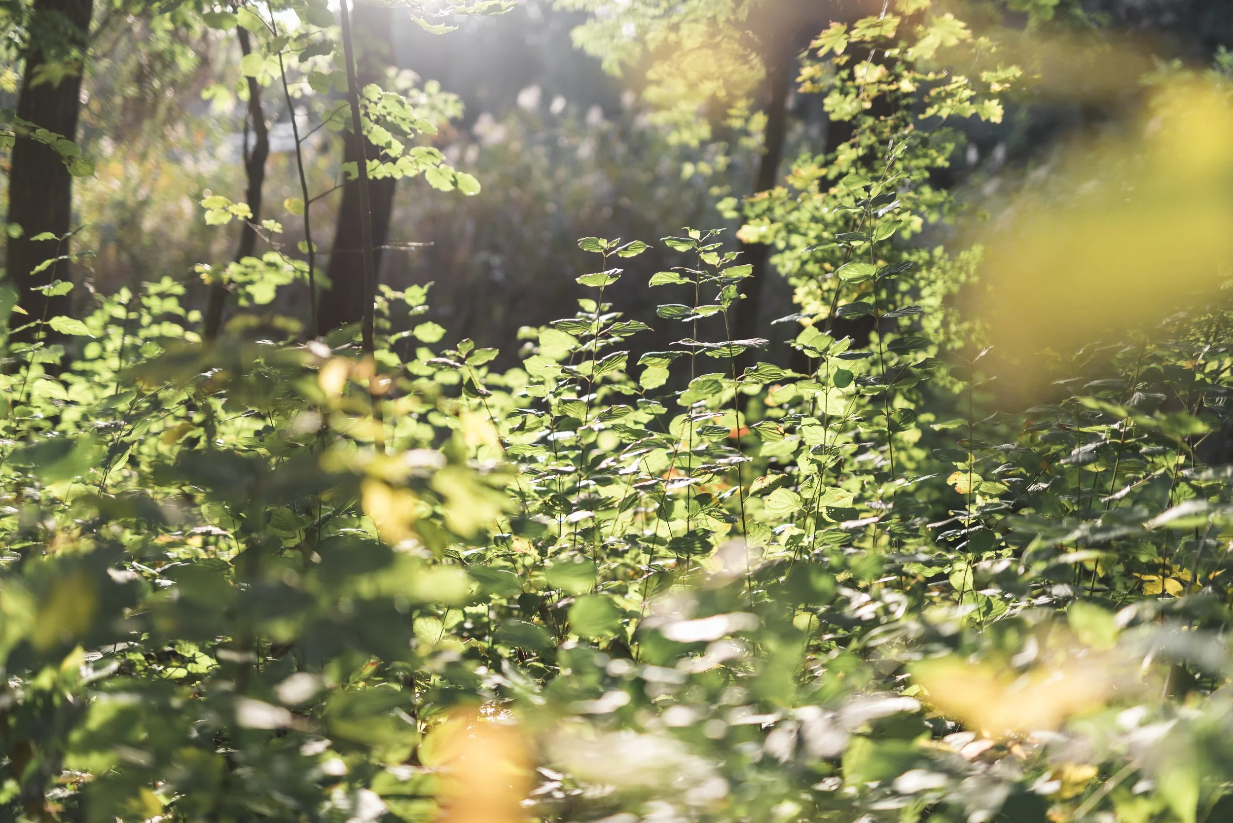 Sunlight shining through dense green foliage in a forest.